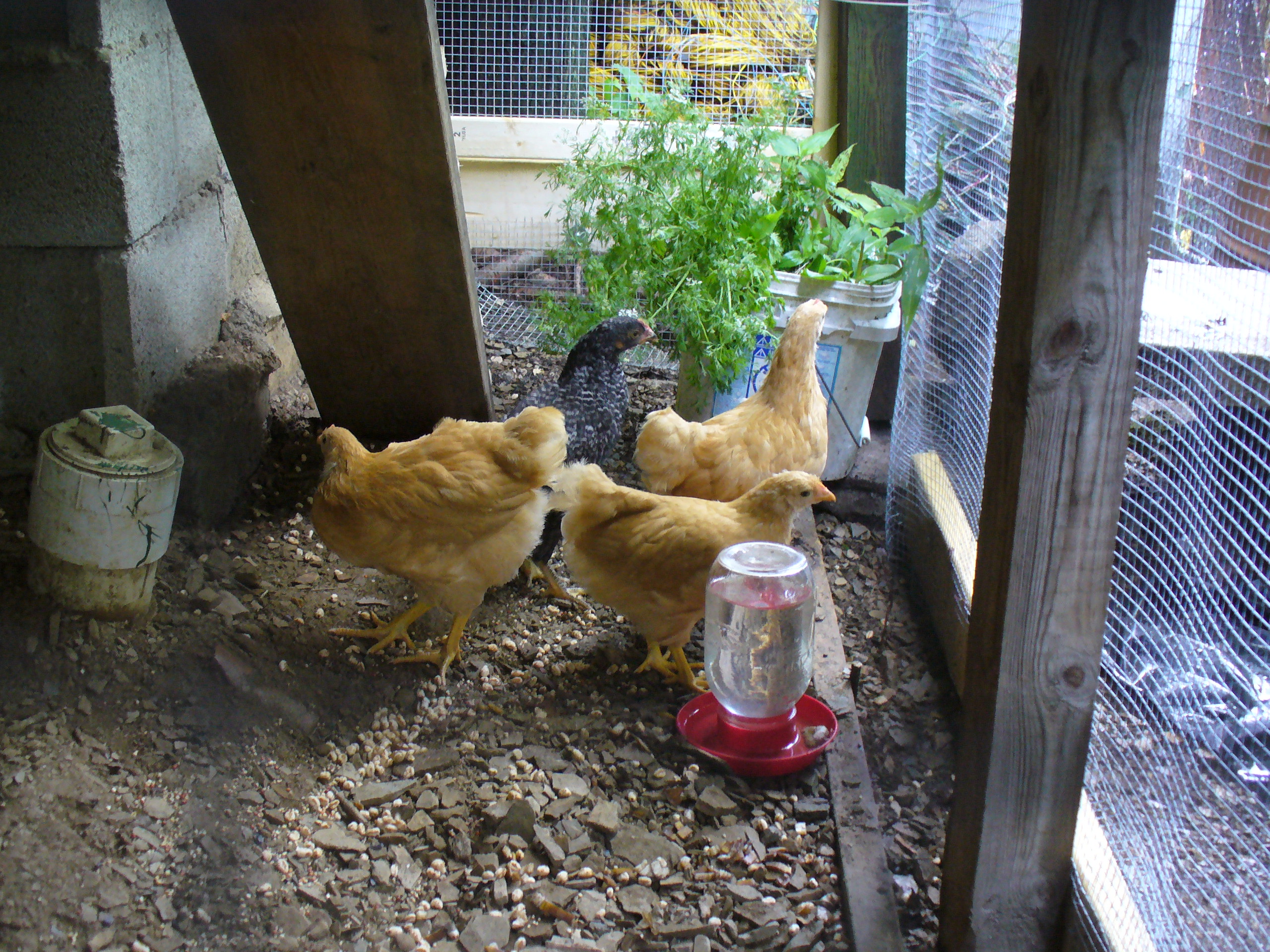 A big bucket of herbs and weeds is a run-warming gift for the girls :) They loved it :)