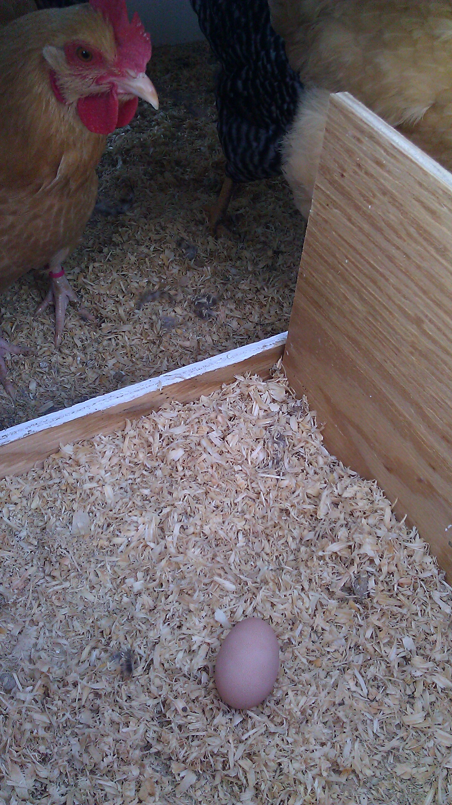 A Big congratulations to my lovely Buff, Miss Marie, who presented us with her very first egg this week.  Since then two more have followed and we are thrilled!