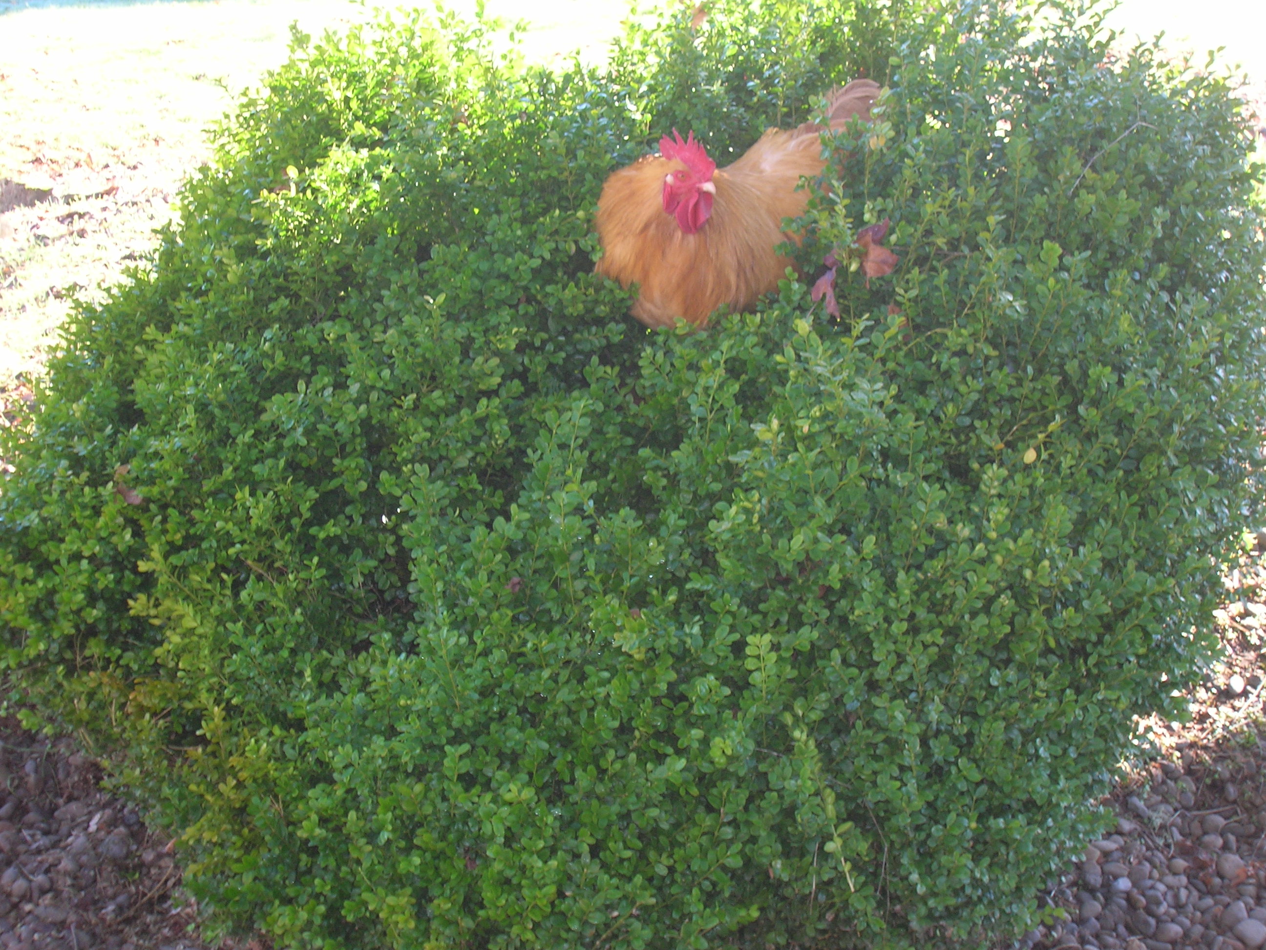 A bird in hand is better than...  Chickens are fun!