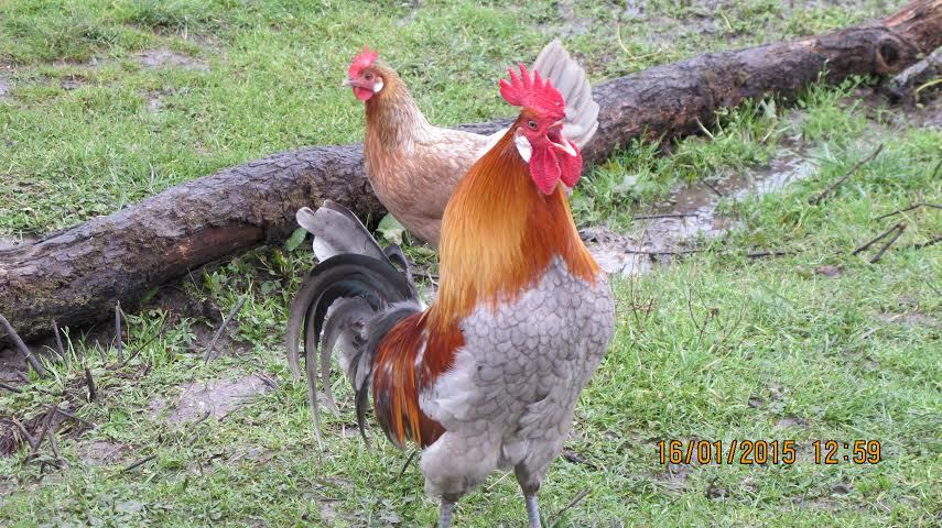 A bleu saumoné cock and hen.  When the Bressan region's Gaulois Doré chickens -- the breed considered to be the closest to the wild Bankiva chickens at the origins of all other chicken breeds in the world -- went almost extinct at the end of WWII,  Jacques Berger came across this new "race" issue from the wild Gaulois' origins and was able to carefully stabilize it.