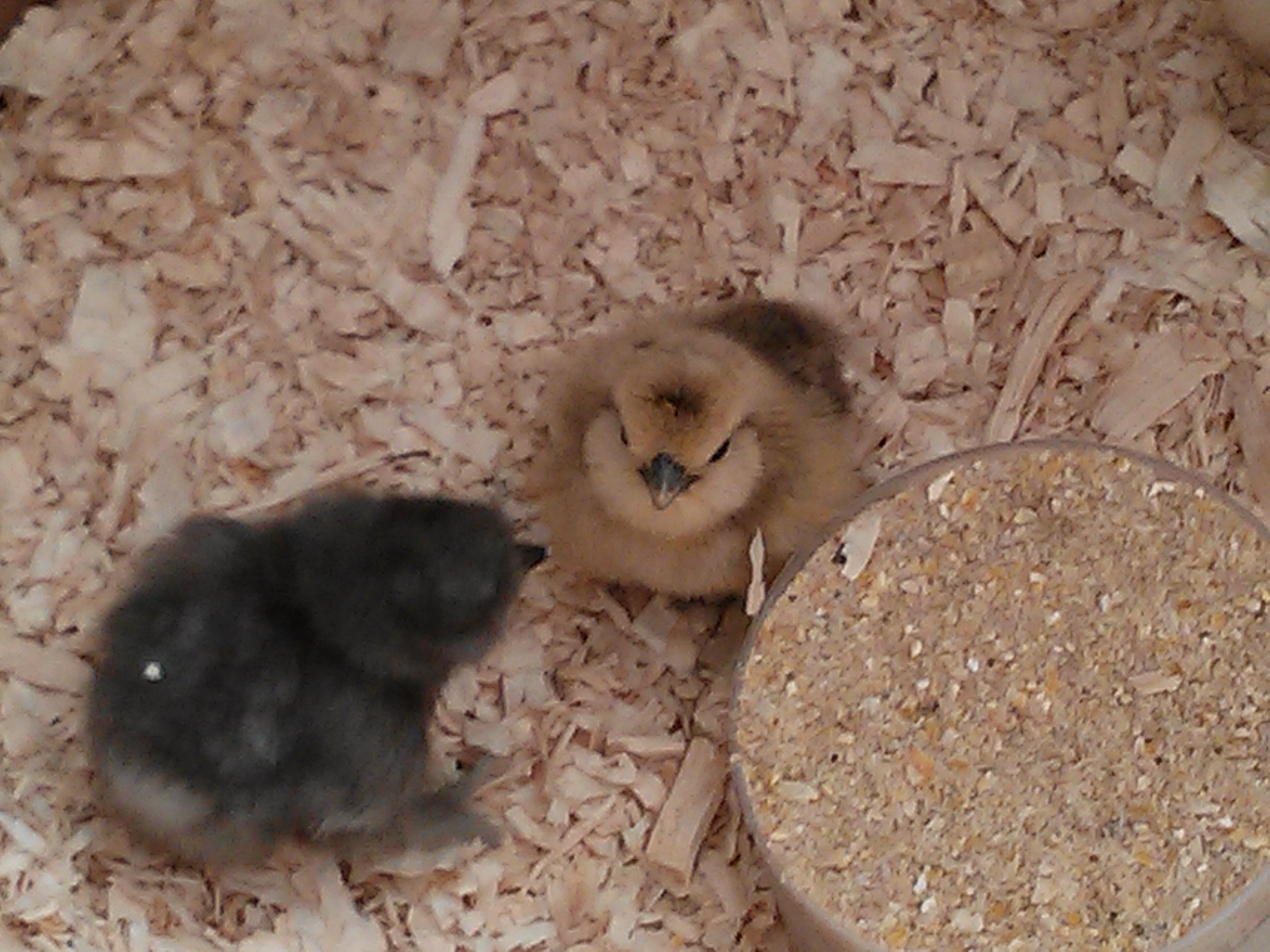 a blue and a partridge/buff chick