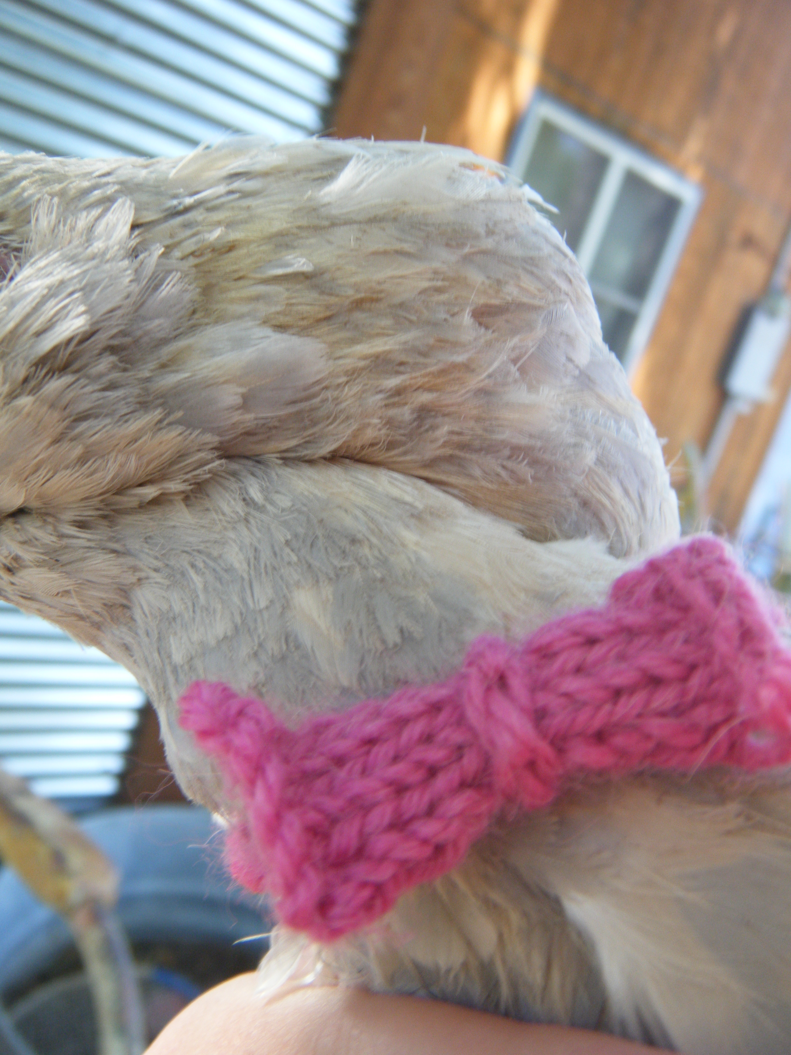 A bow toe I knitted for Sophie. :P
