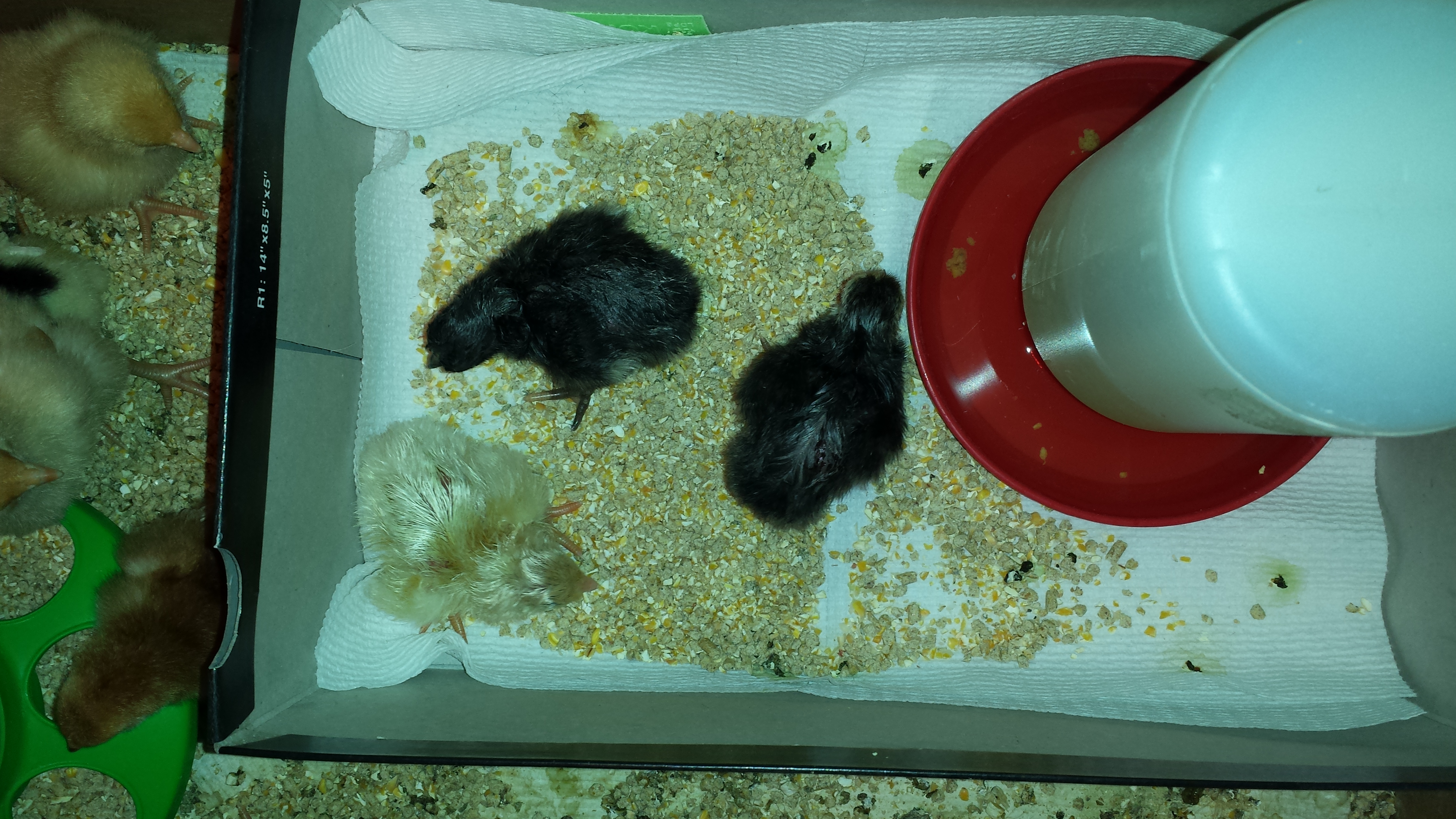 A box within a box.  These little guys were born hungry, so I took them out of the incubator a little earlier.