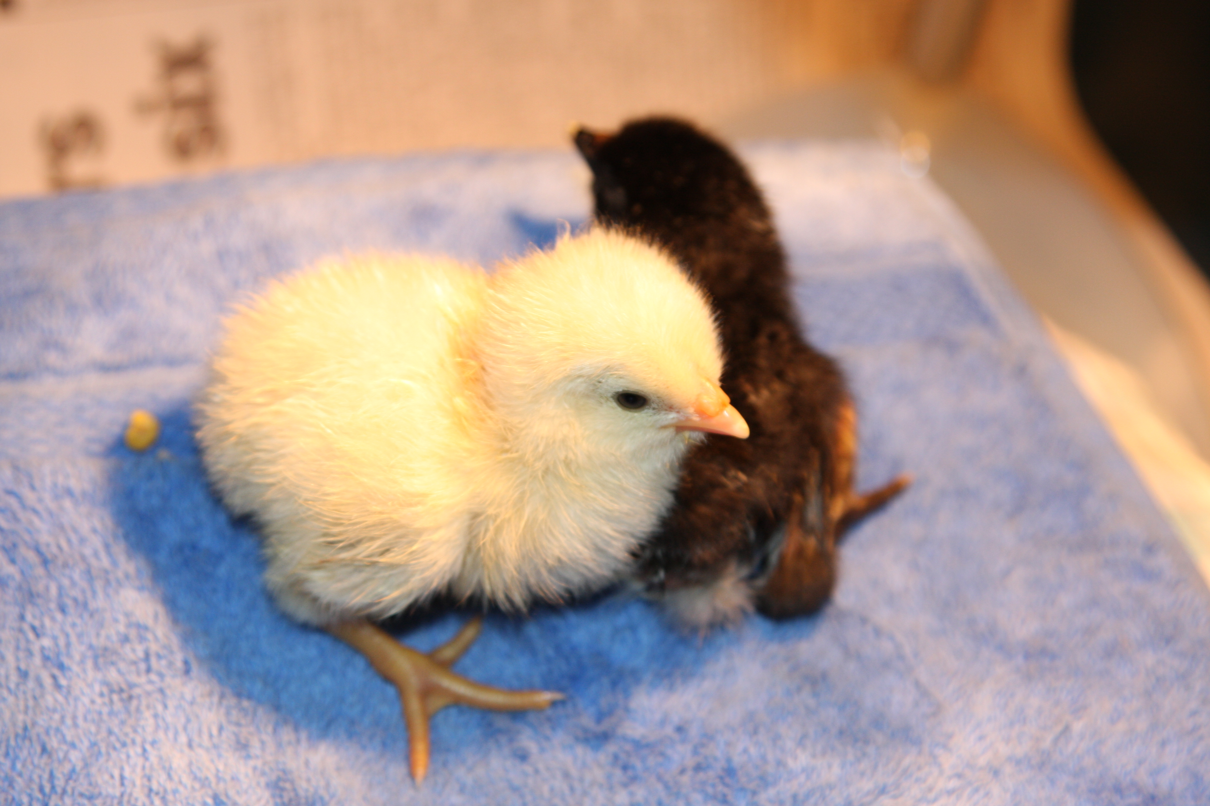 A boy and a girl are born!