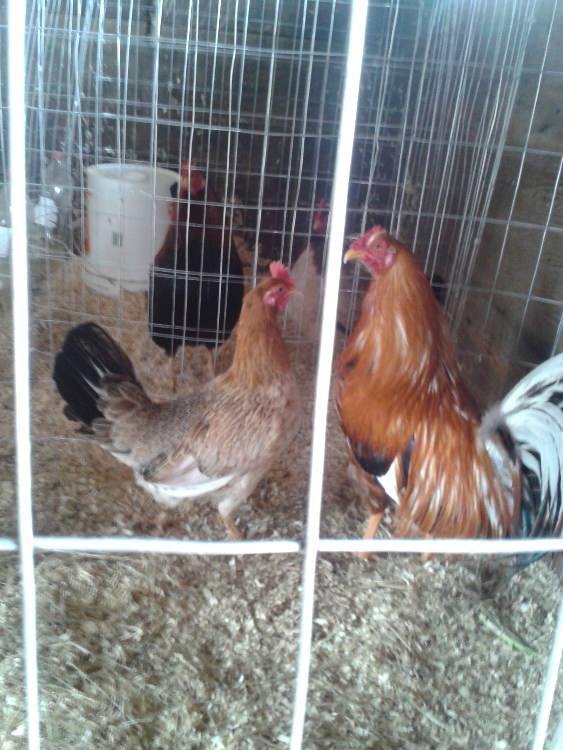 A breeding pair of Pumpkin Hulseys.