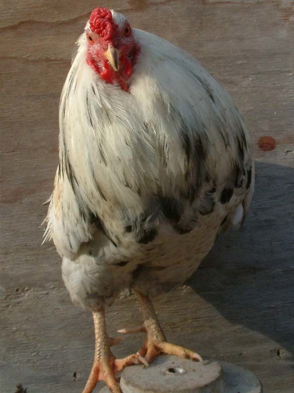 a broad but not quite so deep Araucana cock
