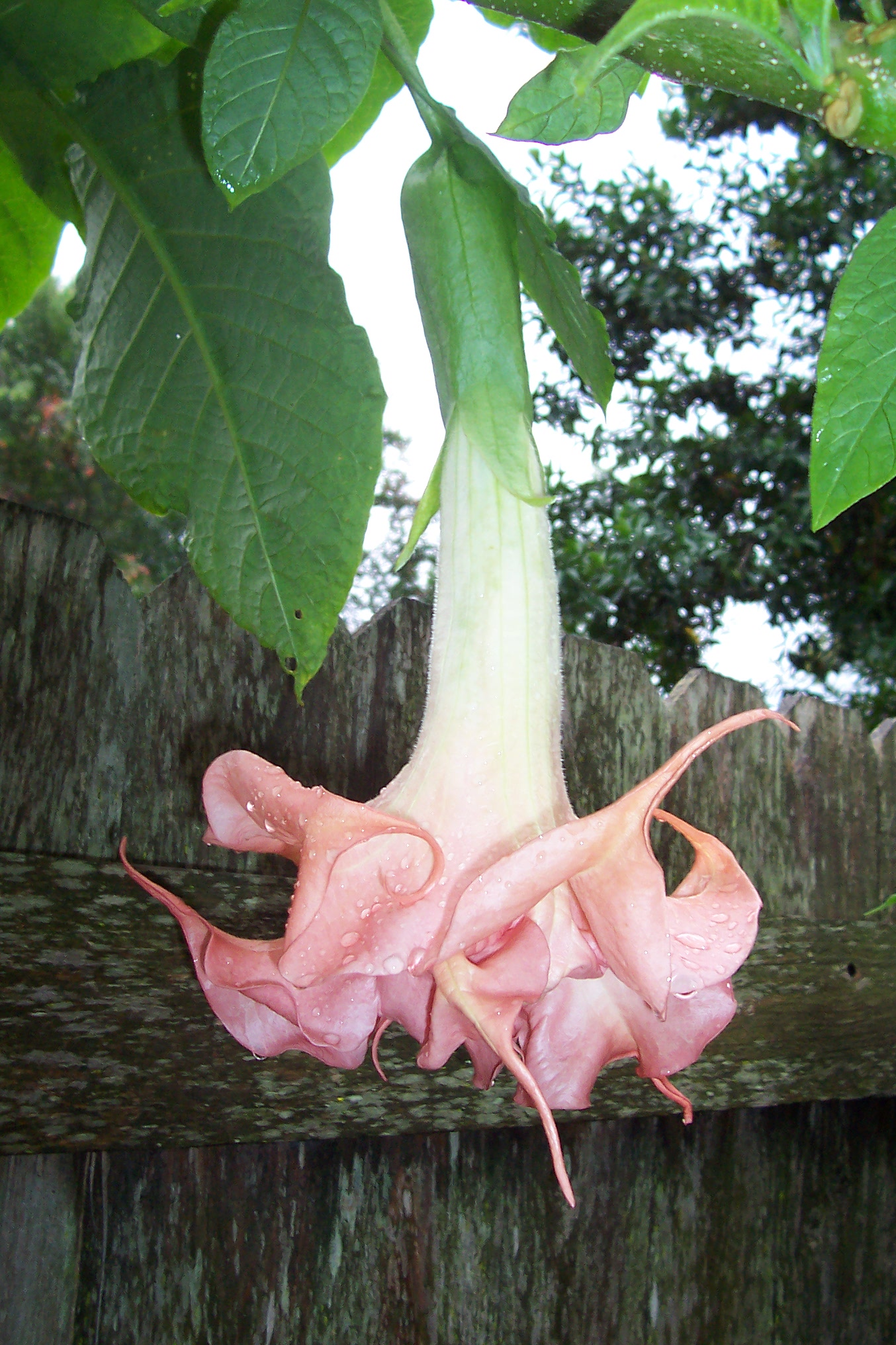 A brugmansia hybrid that I created...not named yet.