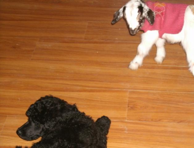 A buckling with my mother's standard poodle, Wells.