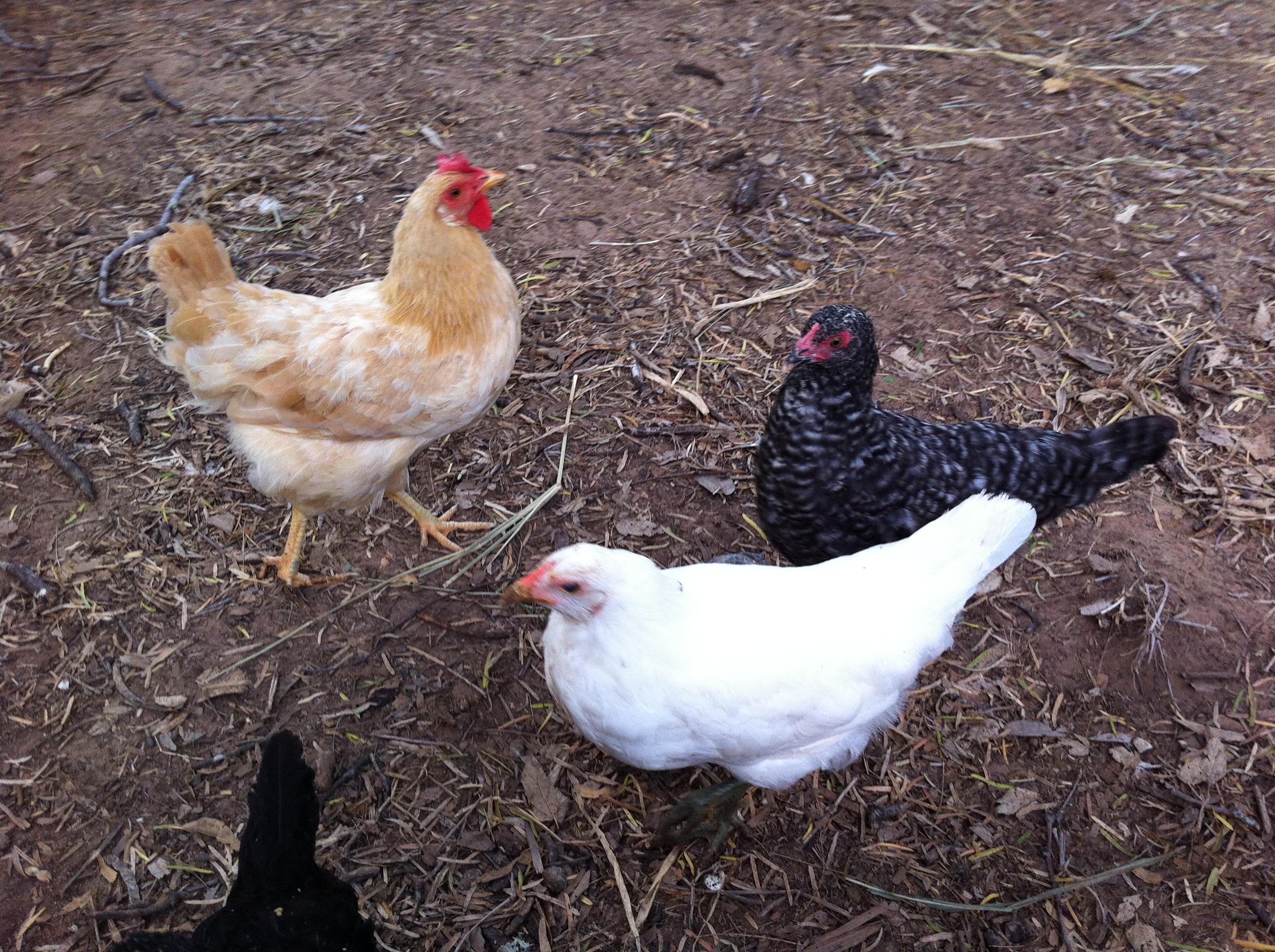 A buff leghorn from the  2012 order, Big baby and a Cuckoo Marin from the 2013 spring order.