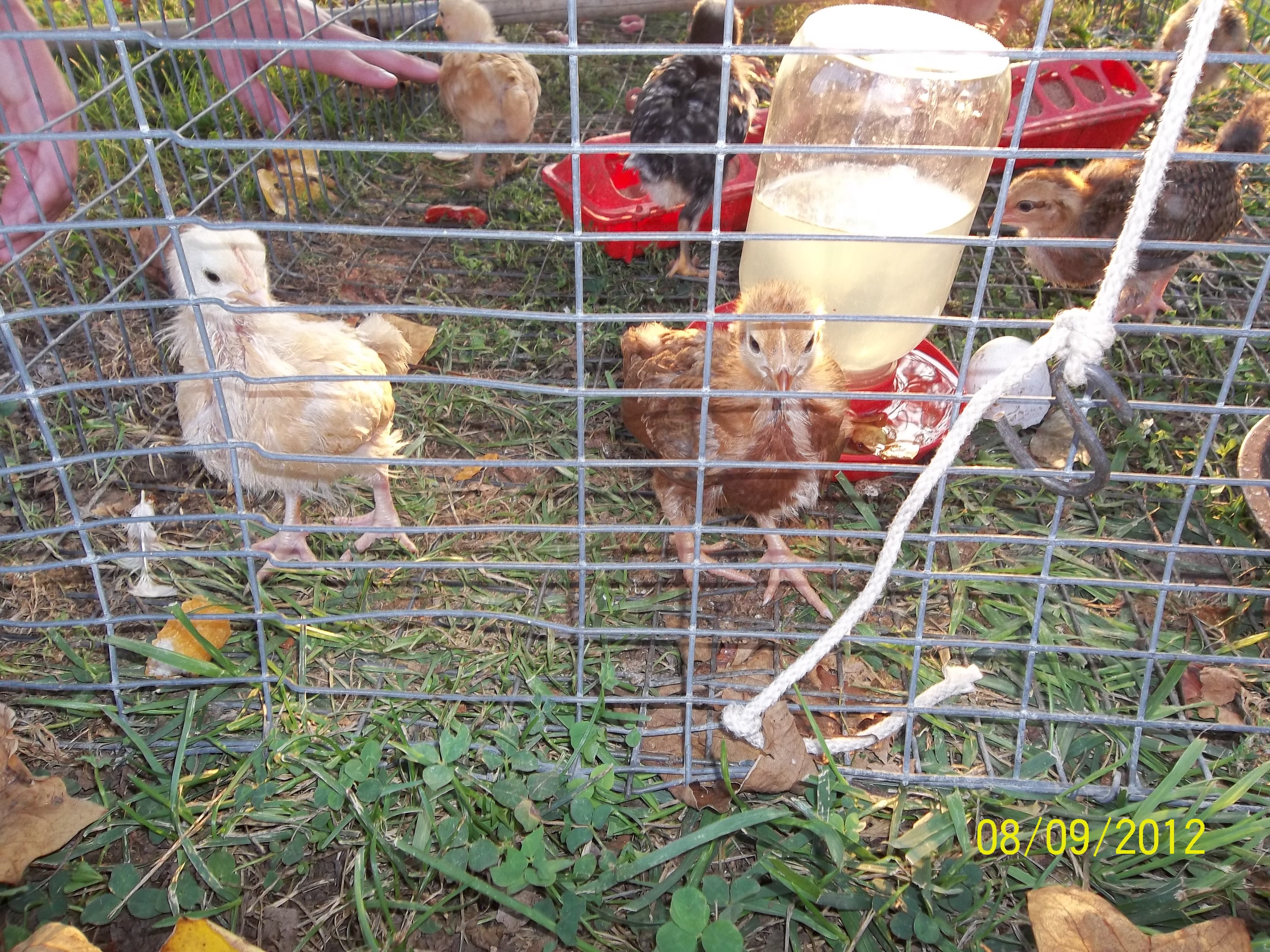 A Buff Orpington and a RI Red wanting their picture taken.