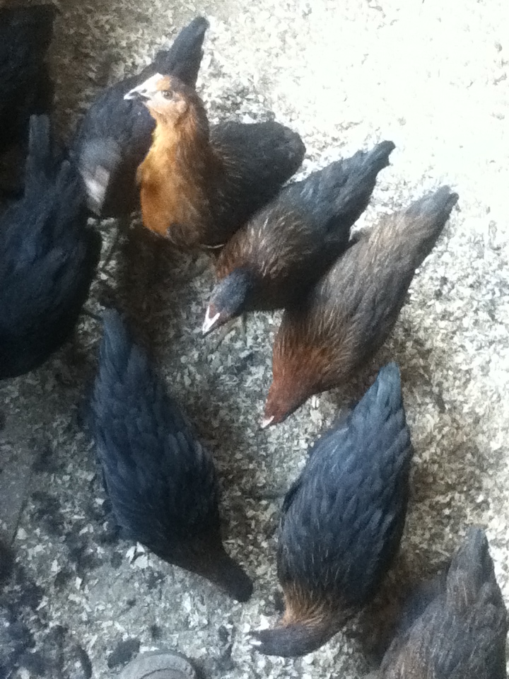 A bunch of the Stellas and Bella is the odd brown one looking to the side- she always stands out. 2 months old now.