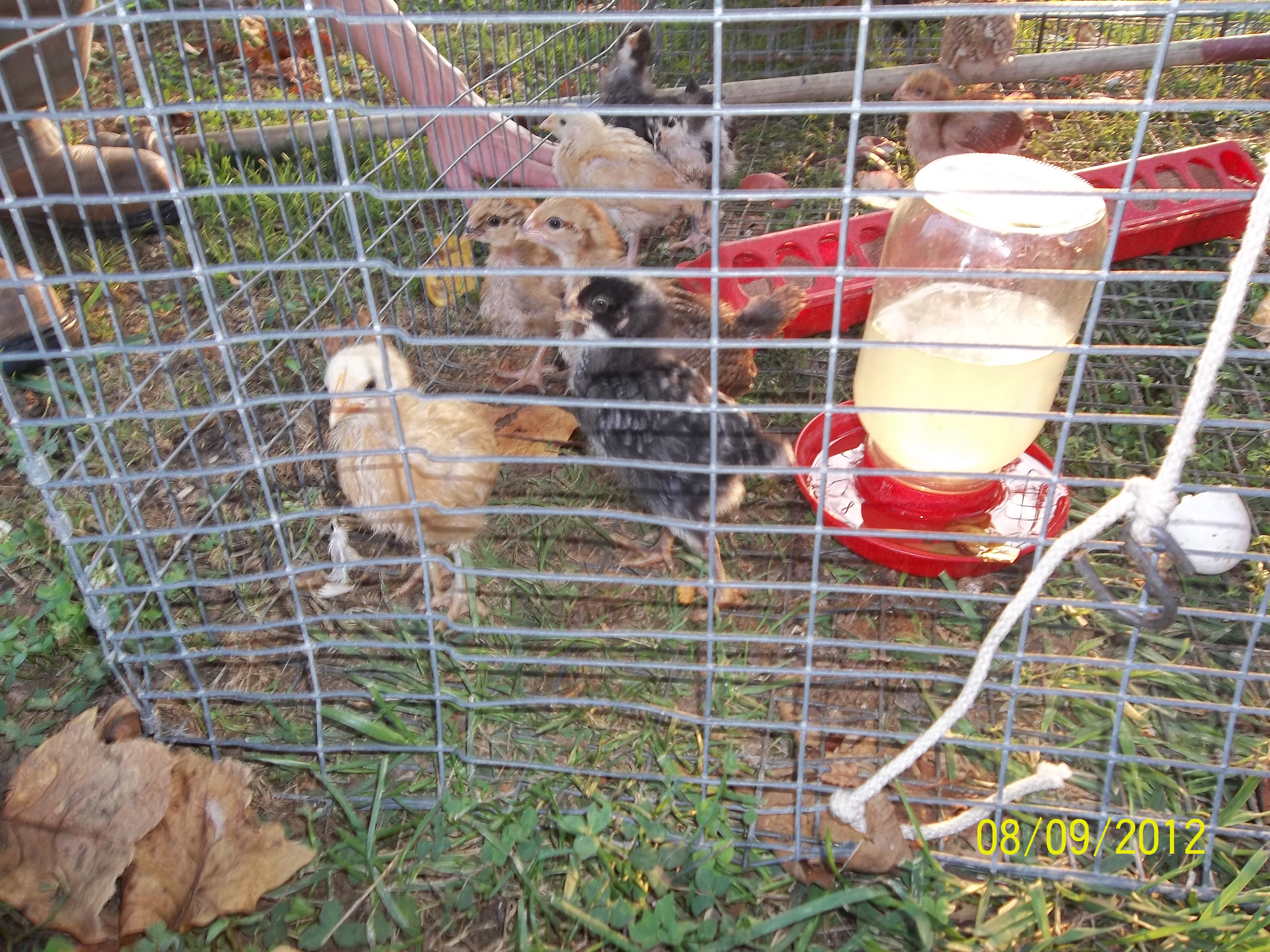 A cage full of new chicks: Buff Orpingtons, 1 Australorp, RI Reds, Barred Rocks, and Welsummers.