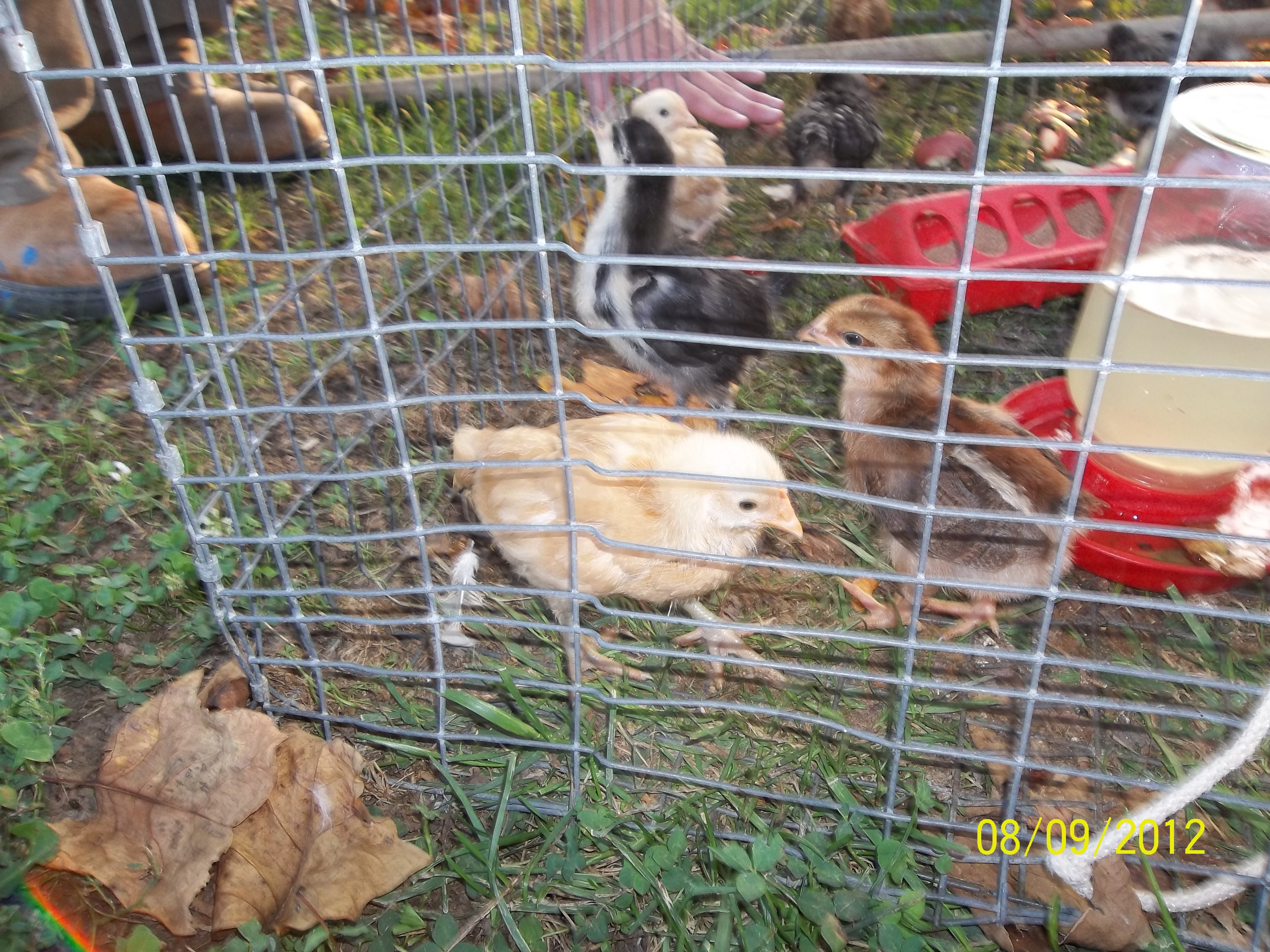 A cage full of new chicks: Buff Orpingtons, 1 Australorp, RI Reds, Barred Rocks, and Welsummers.