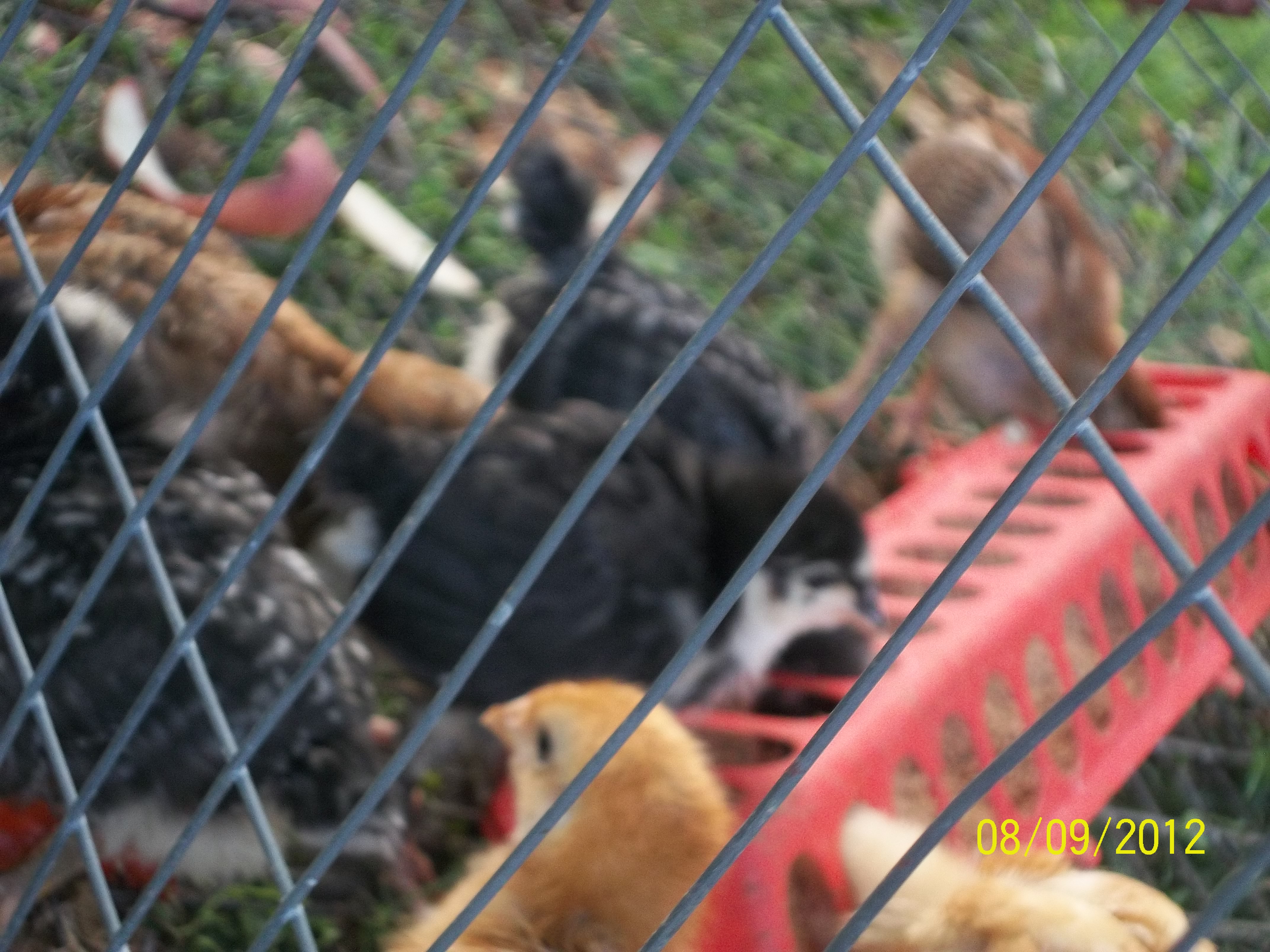 A cage full of new chicks: Buff Orpingtons, 1 Australorp, RI Reds, Barred Rocks, and Welsummers.