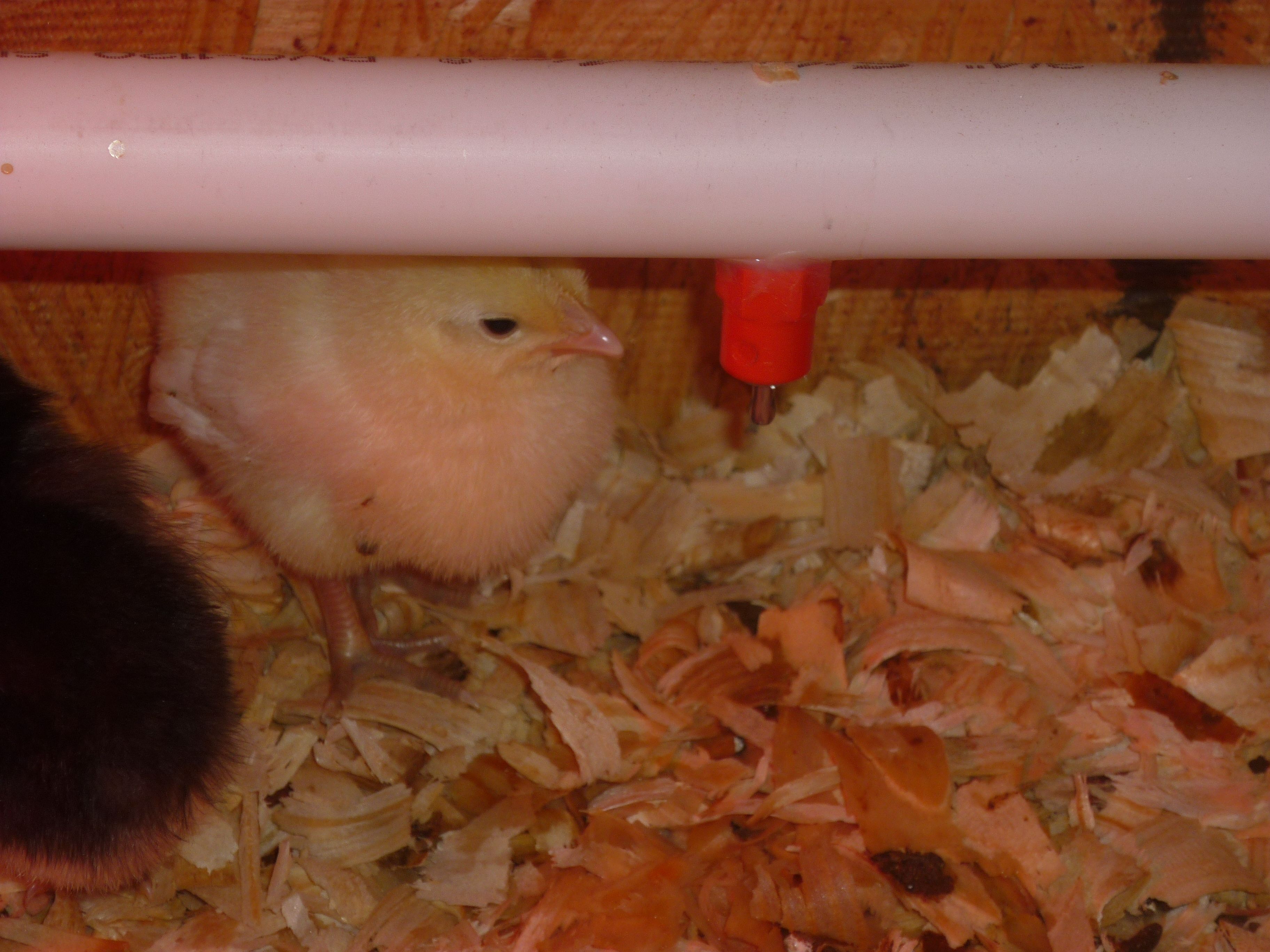 A chick drinking from the water nipple.  They learned to drink from the nipples on the first day!