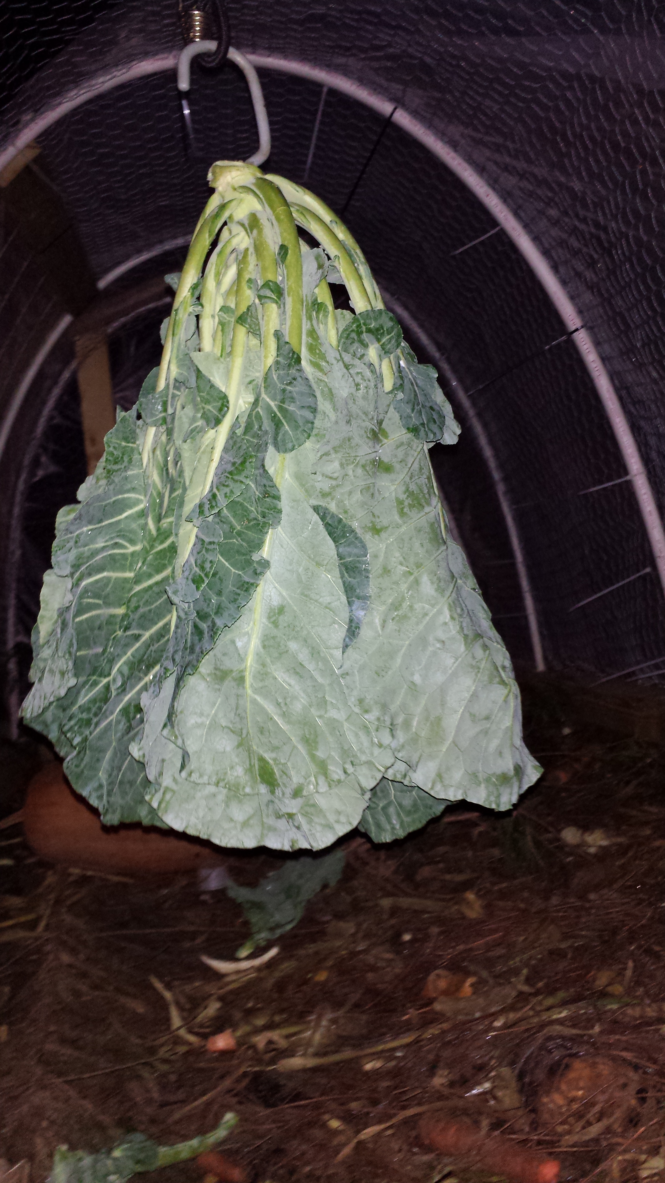 A Chicken New Year's Day feast--  Collards, worms and warmed up porridge of scratch/oatmeal/rice.  Happy Chickens!