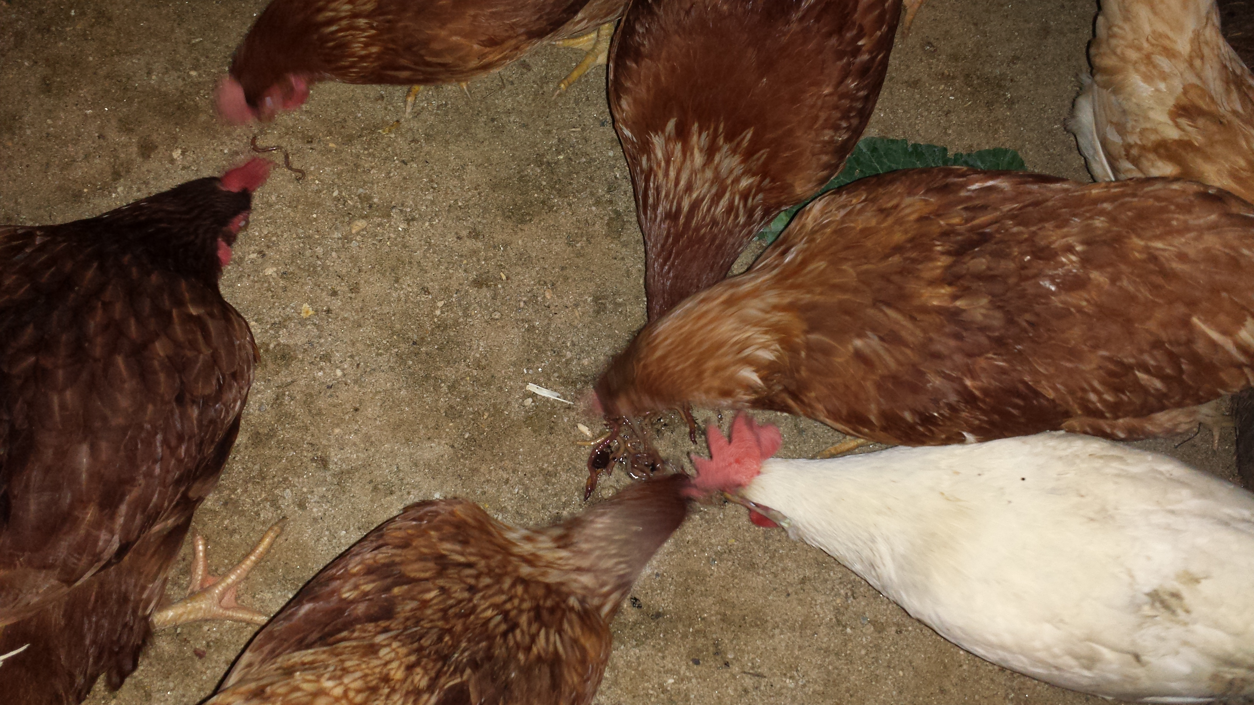 A Chicken New Year's Day feast--  Collards, worms and warmed up porridge of scratch/oatmeal/rice.  Happy Chickens!