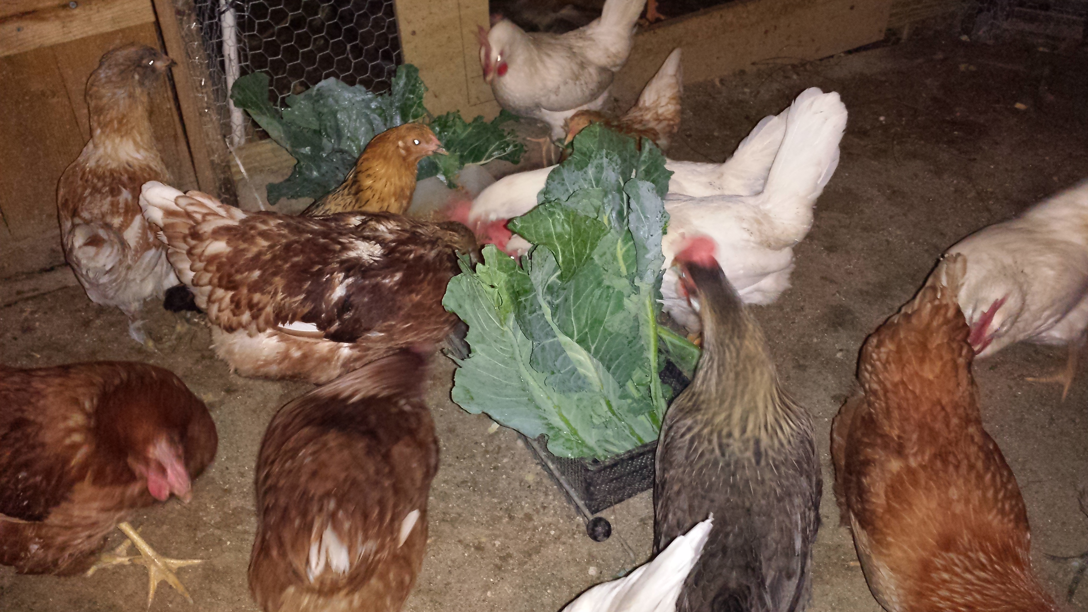 A Chicken New Year's Day feast--  Collards, worms and warmed up porridge of scratch/oatmeal/rice.  Happy Chickens!