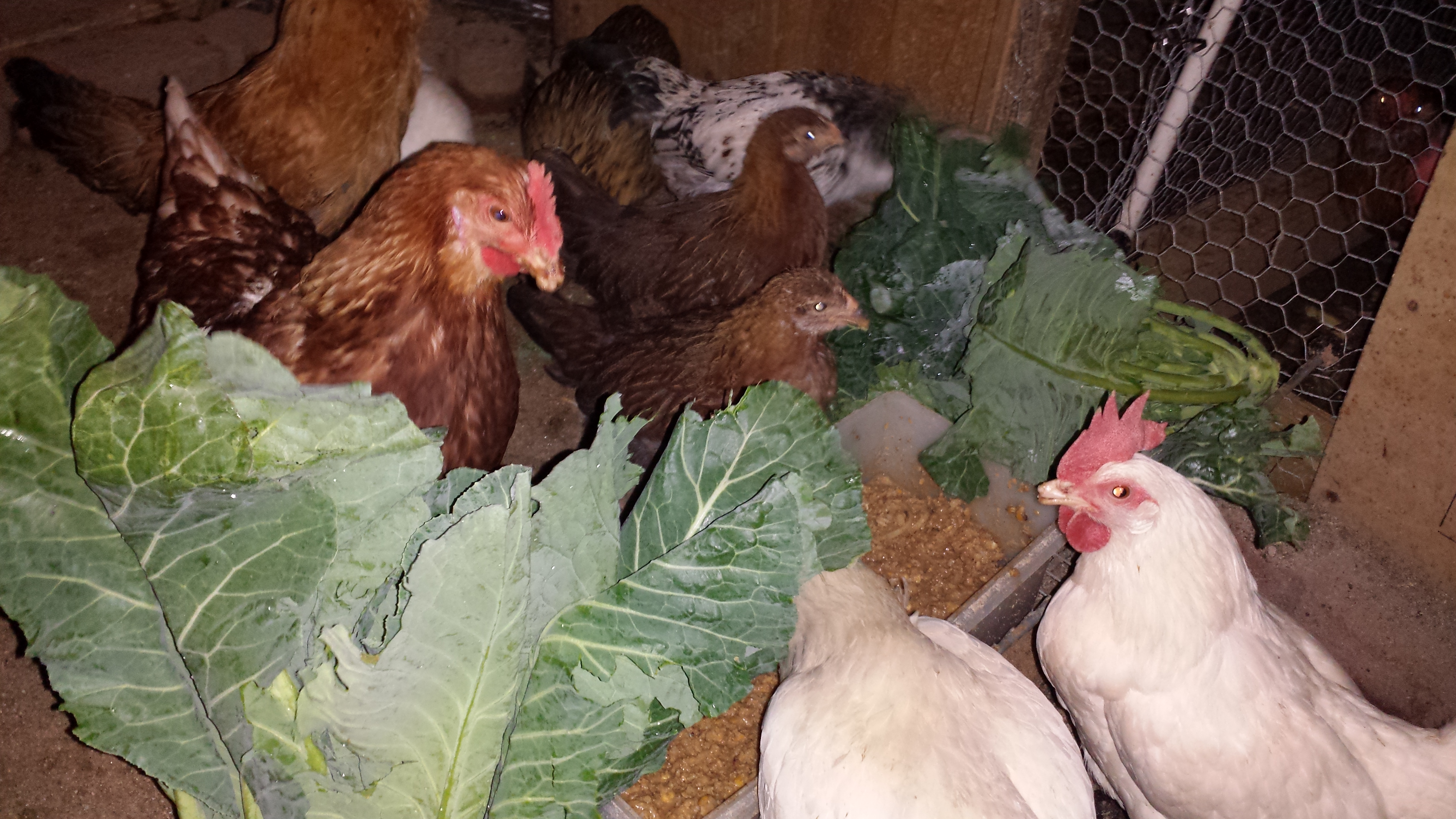 A Chicken New Year's Day feast--  Collards, worms and warmed up porridge of scratch/oatmeal/rice.  Happy Chickens!