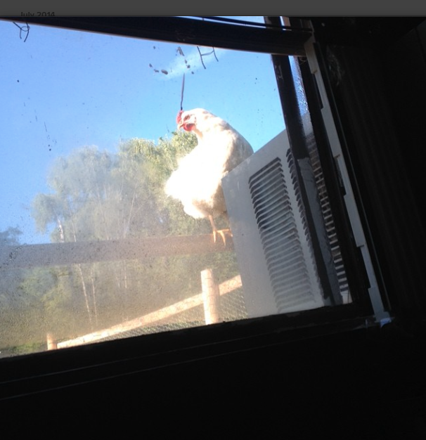 A chicken on top of the tall fence outside my window(:
