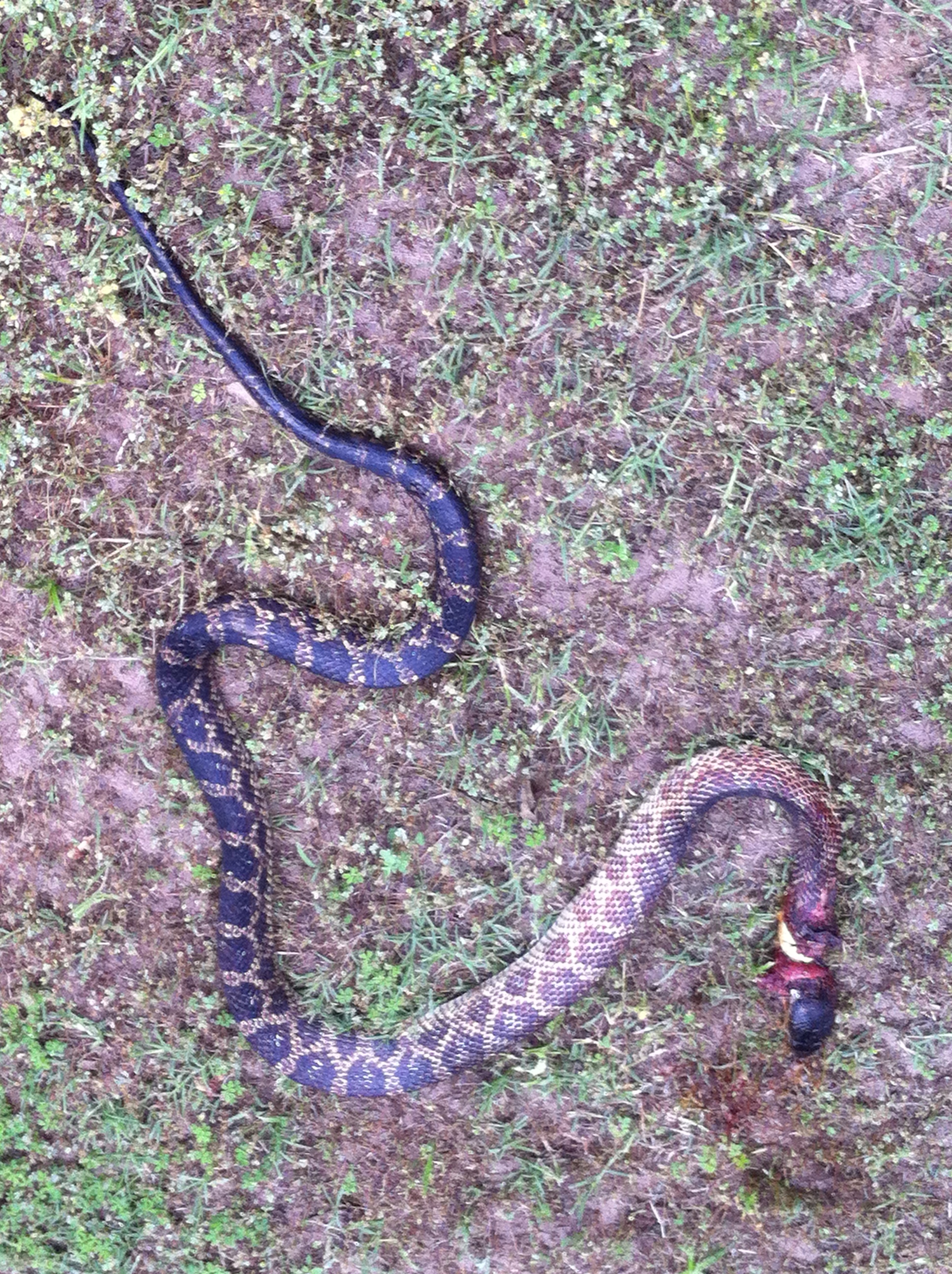 a chicken snake