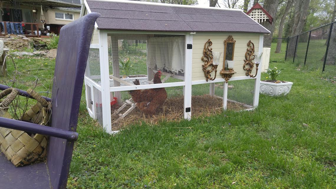 A chicken tractor with some bling and some nest box curtains