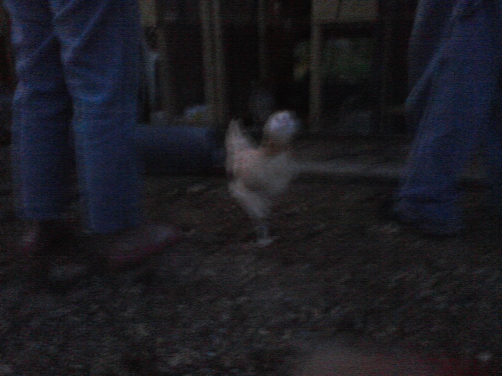 A chicken!