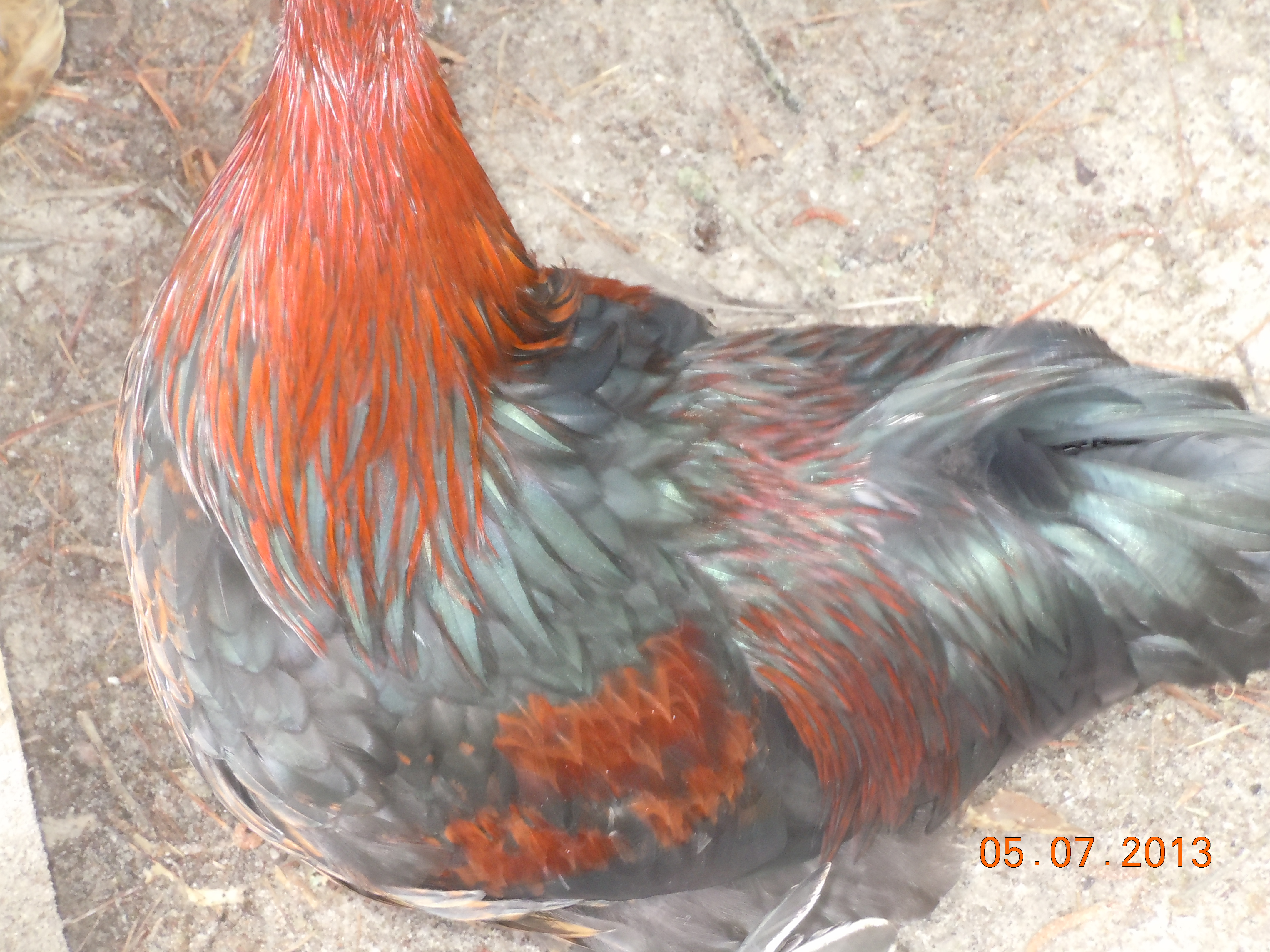A close-up of Elvis, my rooster