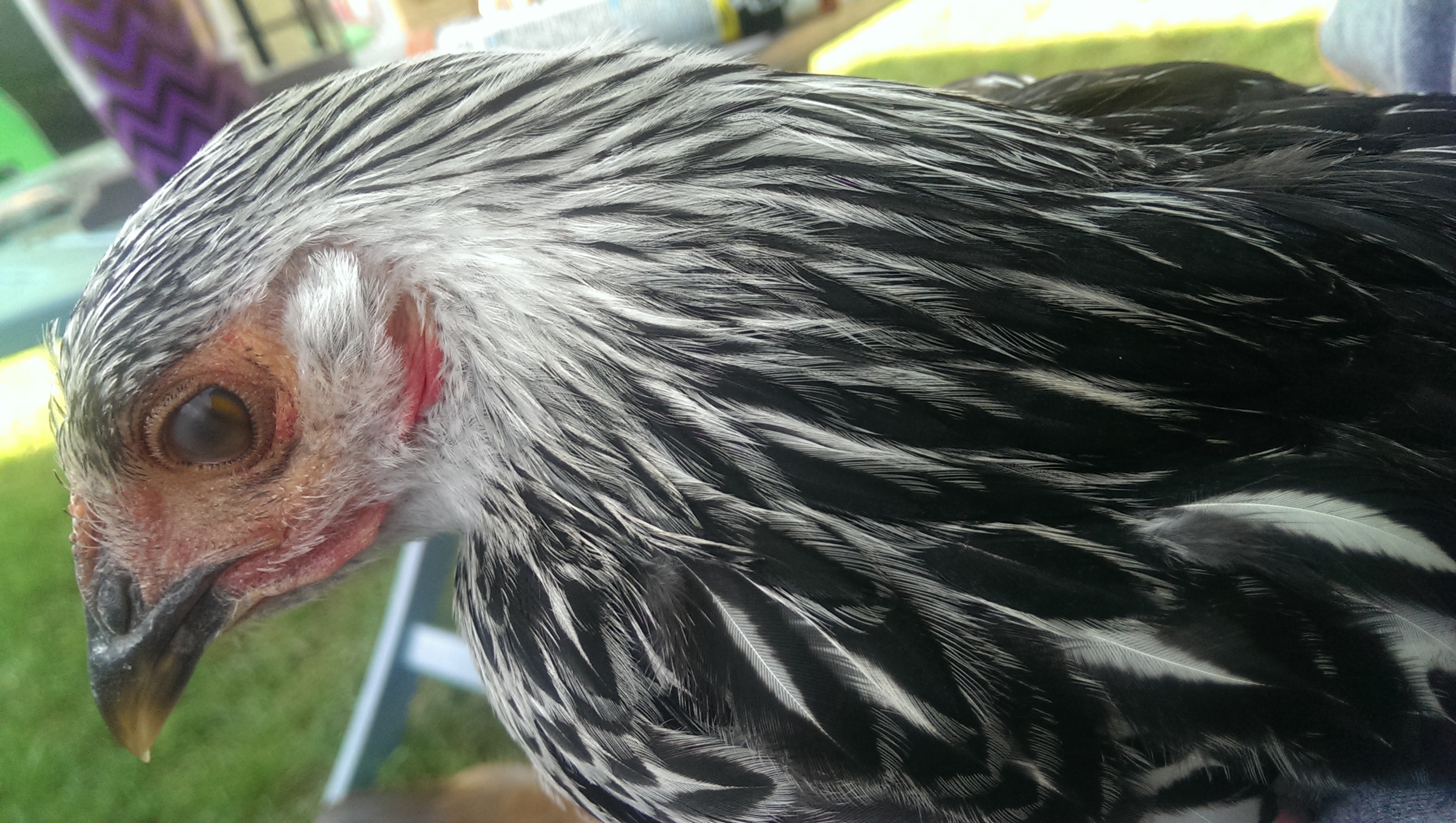 A close-up of her profile