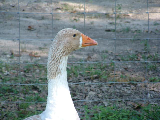 A close-up of John the day we brought him home in 2011.