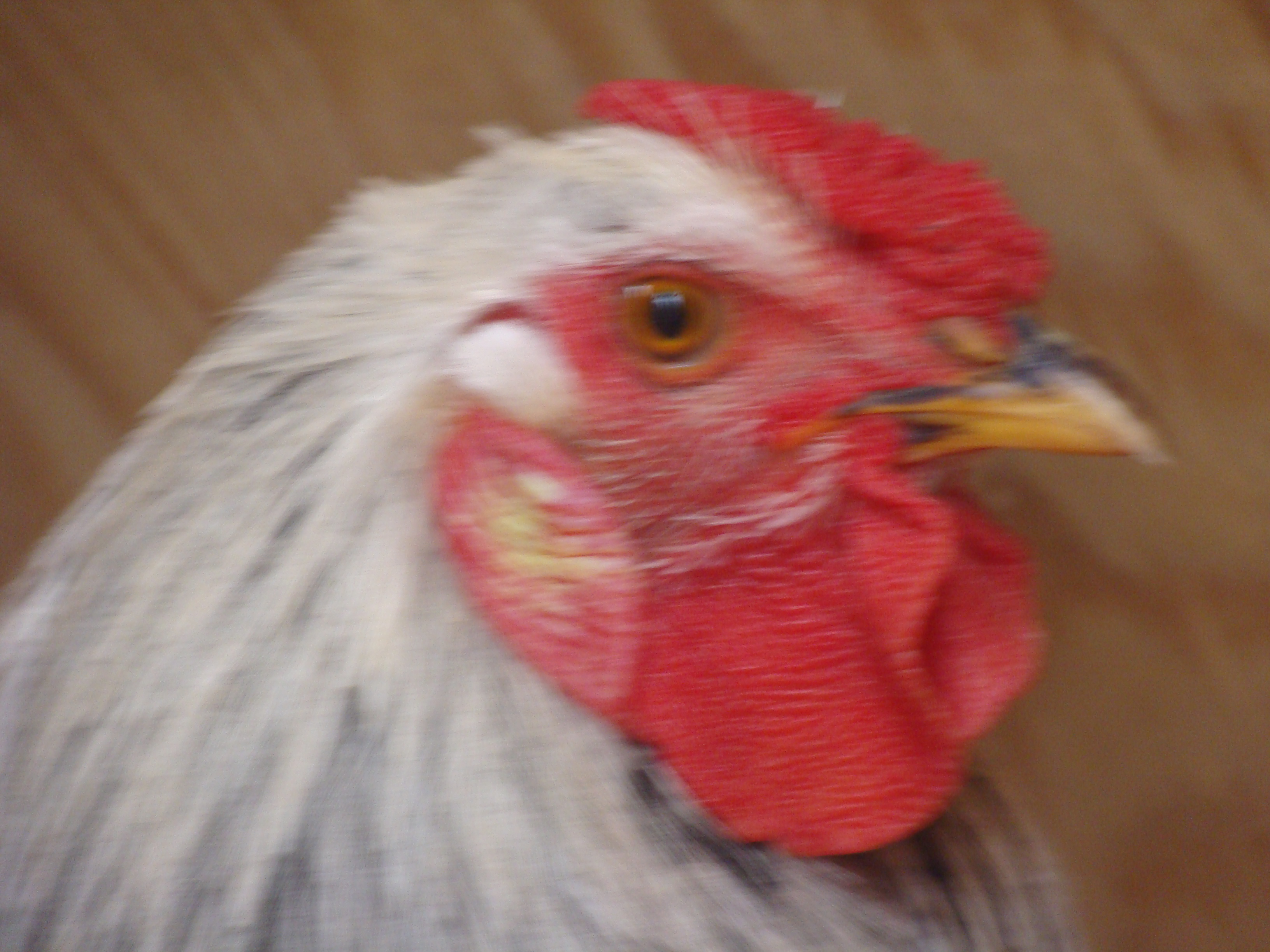 A close up of our Roc!