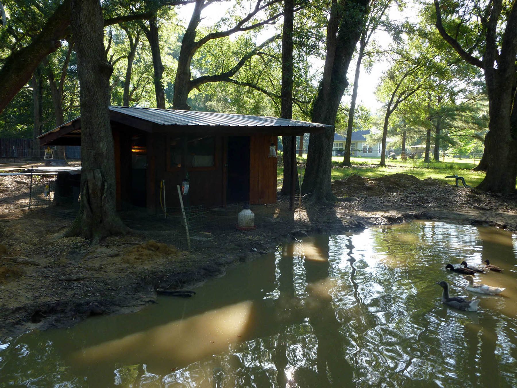 A close up of the left side of the house. At this point, I was using this coop to house juvenile waterfowl, which is why their is a small fence around the front.