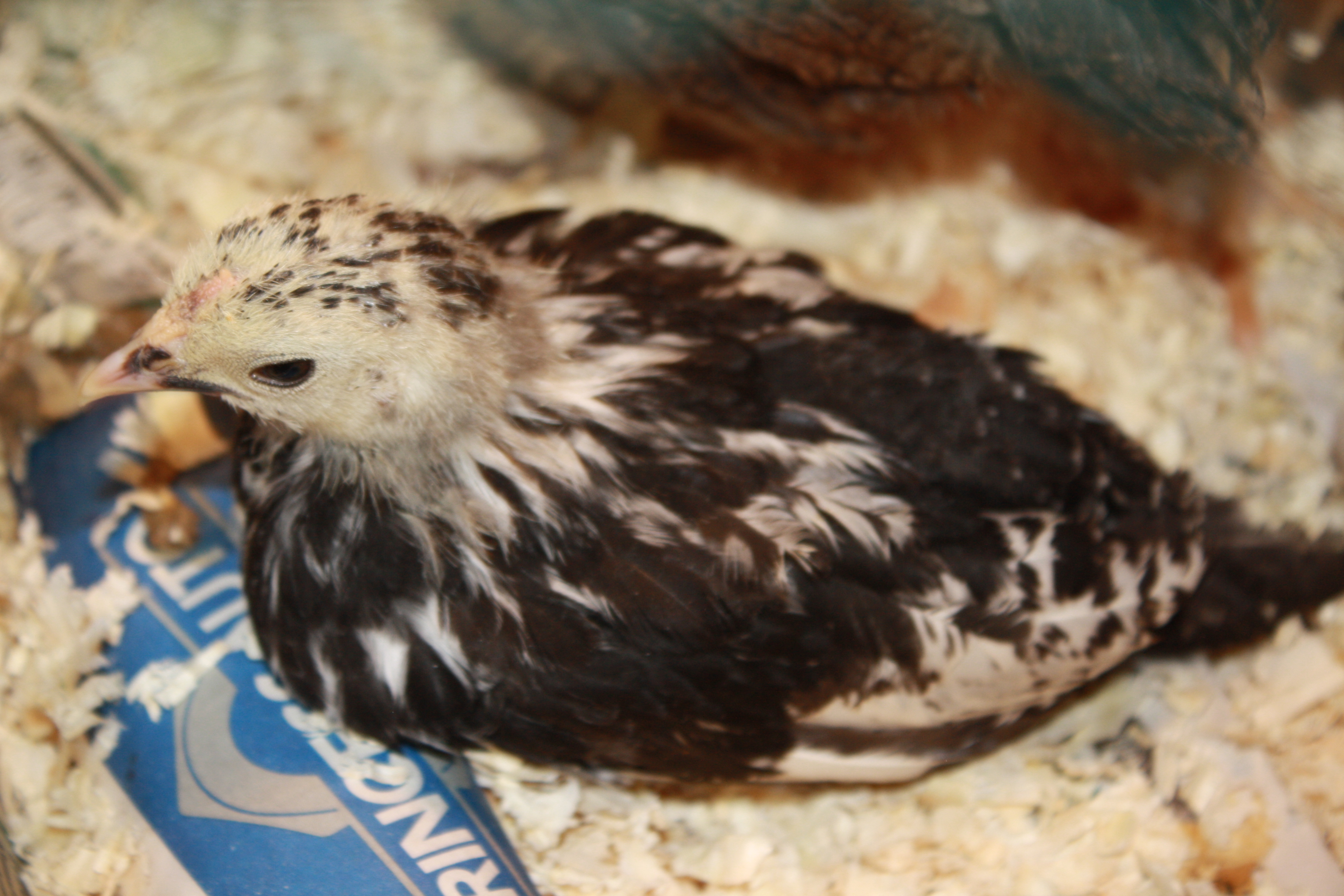 A closer look at the baby of the bunch

Silver spangled hamburg