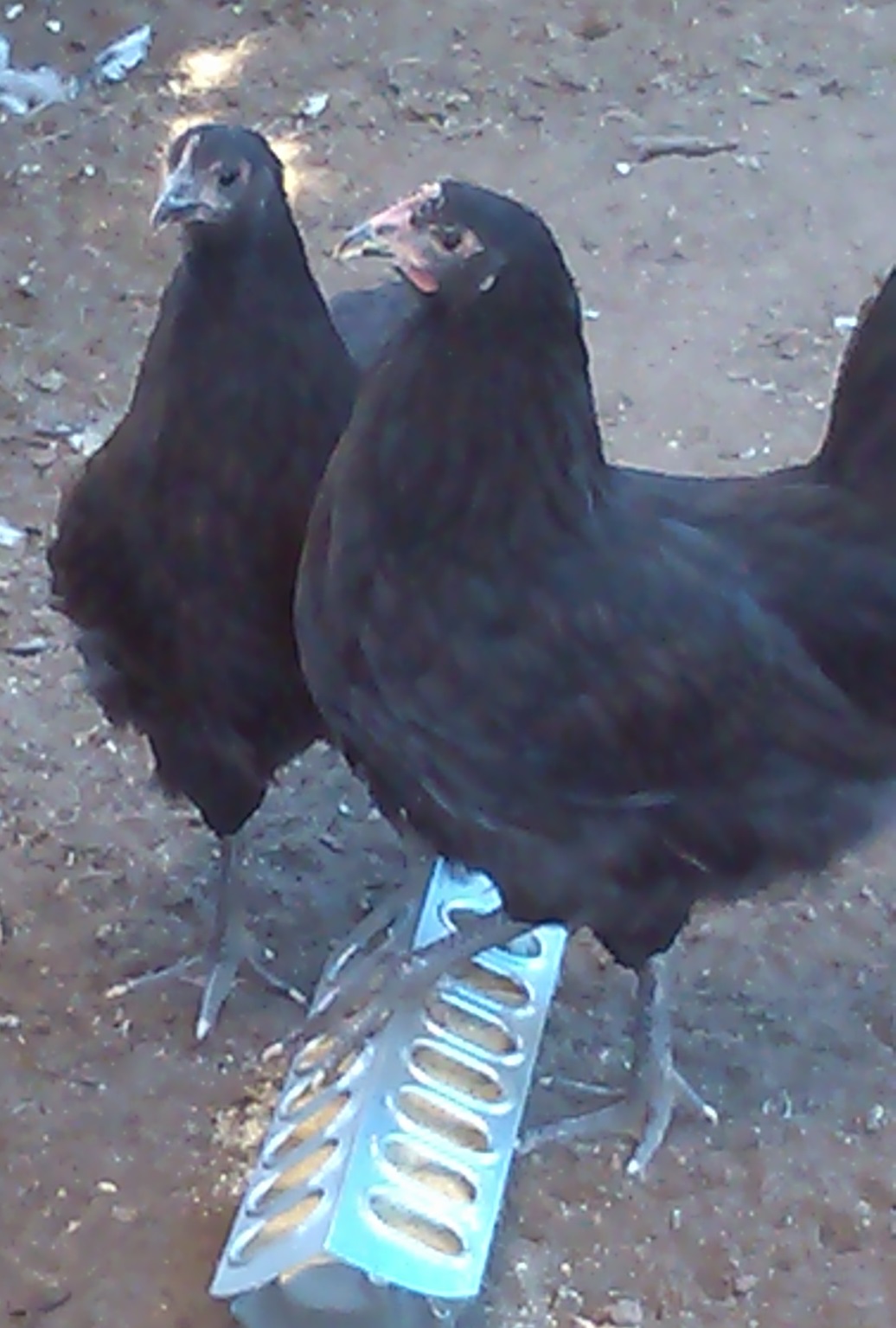 A closer picture of my Australorps. Still trying to decide if the one on the right is a male. They are 6-8 weeks.
