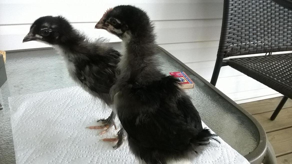 A cockerel and pullet at 3 weeks.