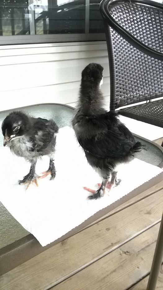 A cockerel and pullet at 3 weeks.