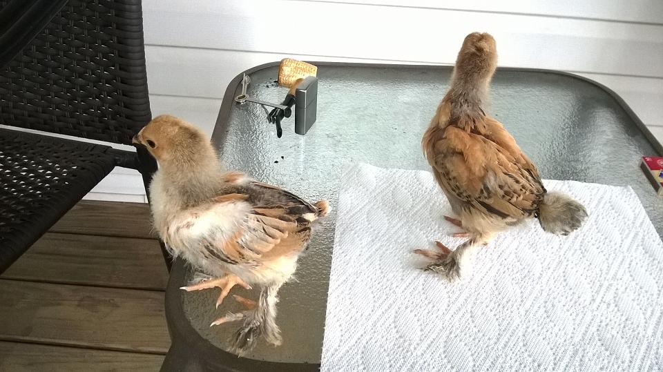 A cockerel and pullet at 3 weeks.