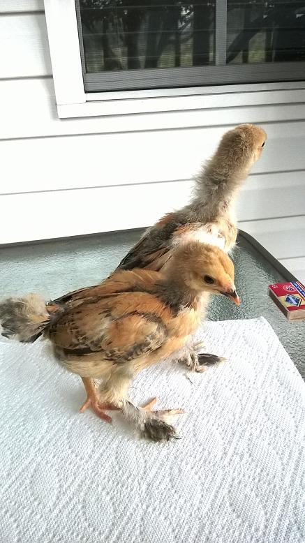 A cockerel and pullet at 3 weeks.