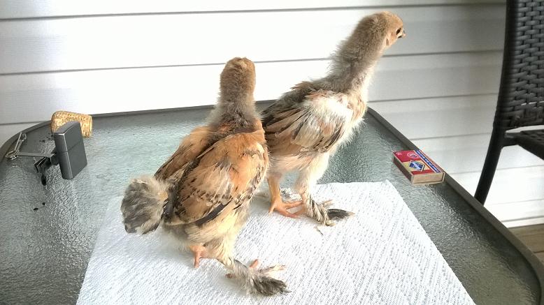 A cockerel and pullet at 3 weeks.