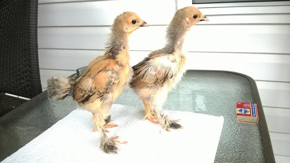 A cockerel and pullet at 3 weeks.