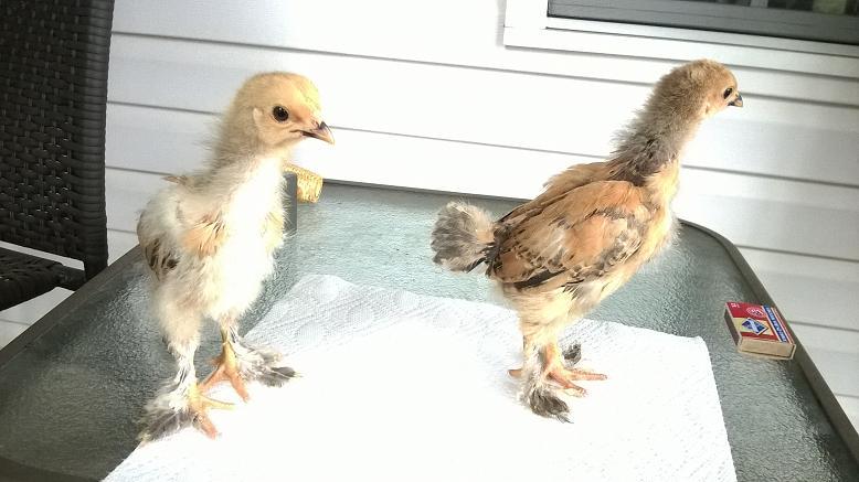 A cockerel and pullet at 3 weeks.