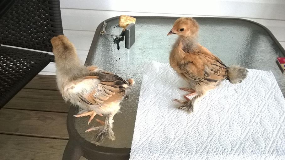 A cockerel and pullet at 3 weeks.