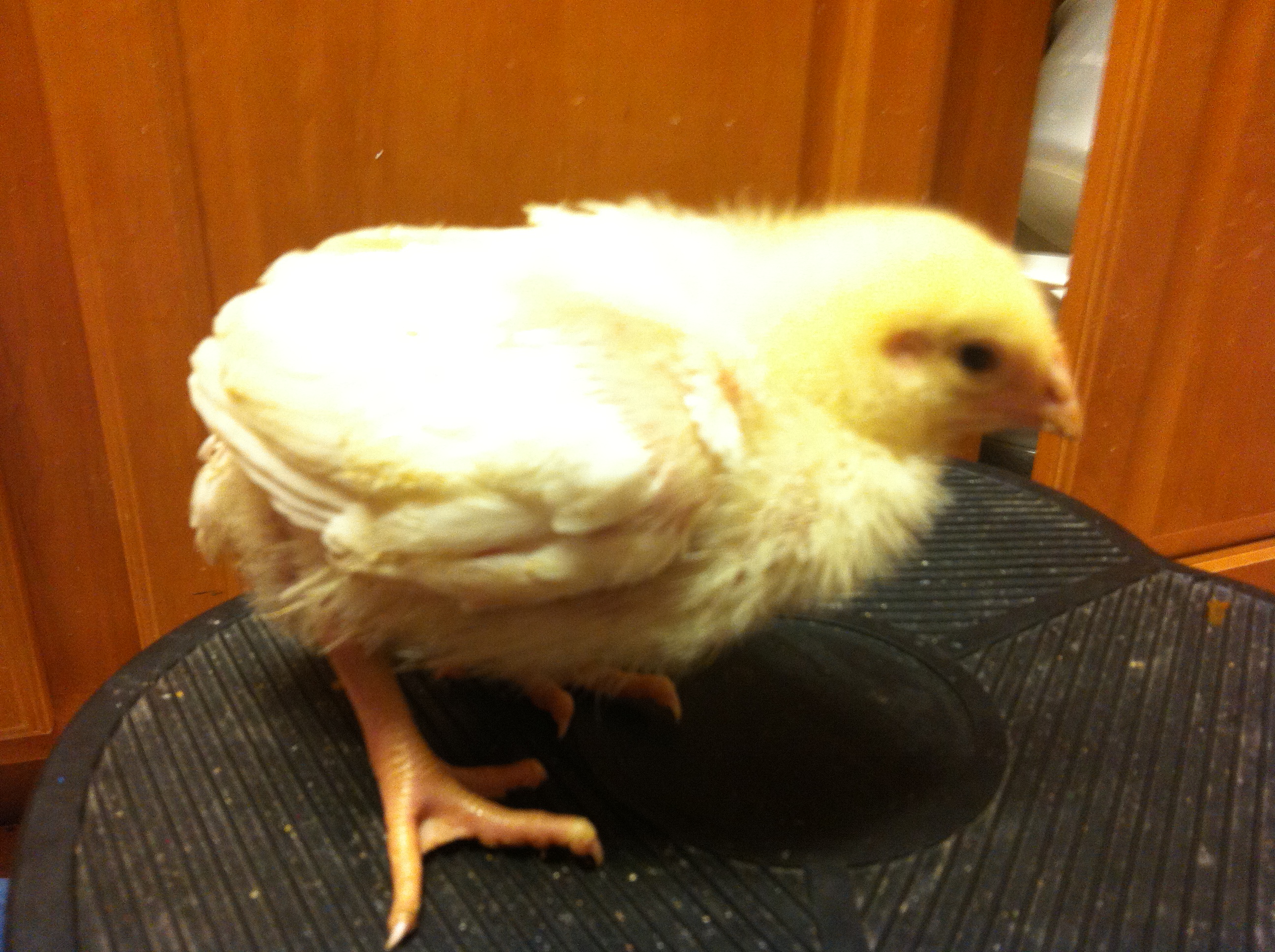 A Cornish X at two weeks of age.