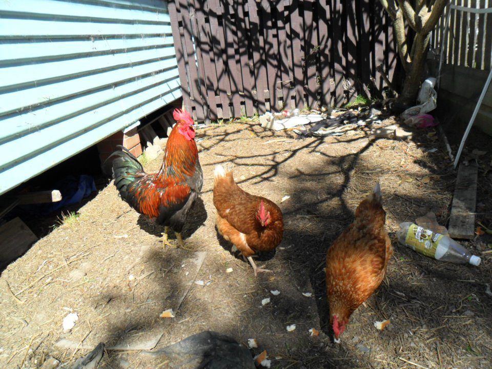 a couple of my hens and my rooster
