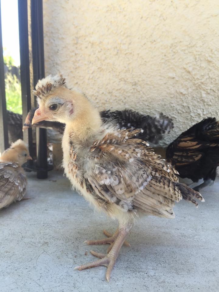 A "crested" chick. Still researching what exactly it is...