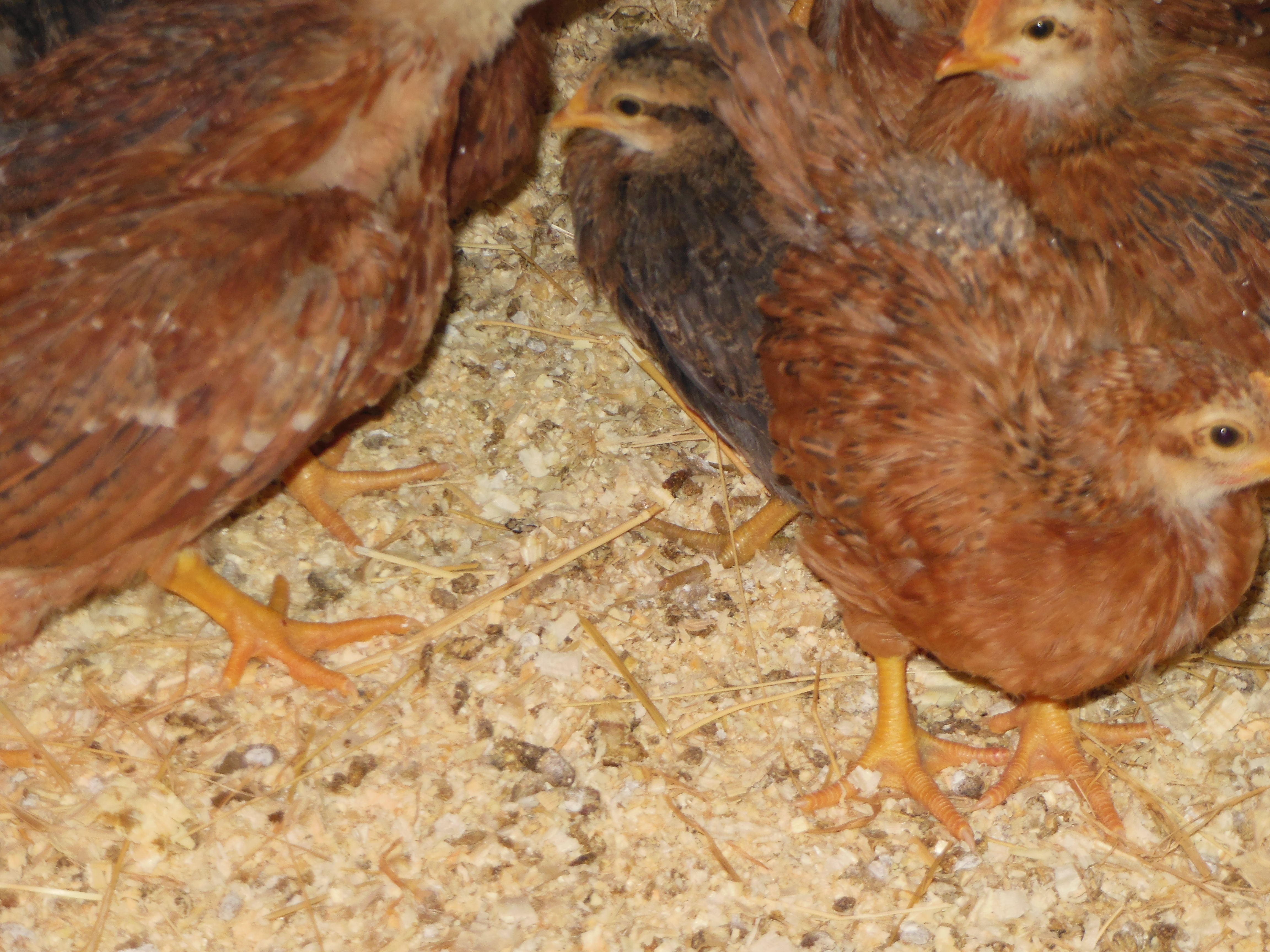 A crested cream legbar hiding back there