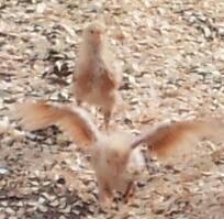 *
A crop from the original photo of 4 week old Buff Orpington running through the open area of the new run.