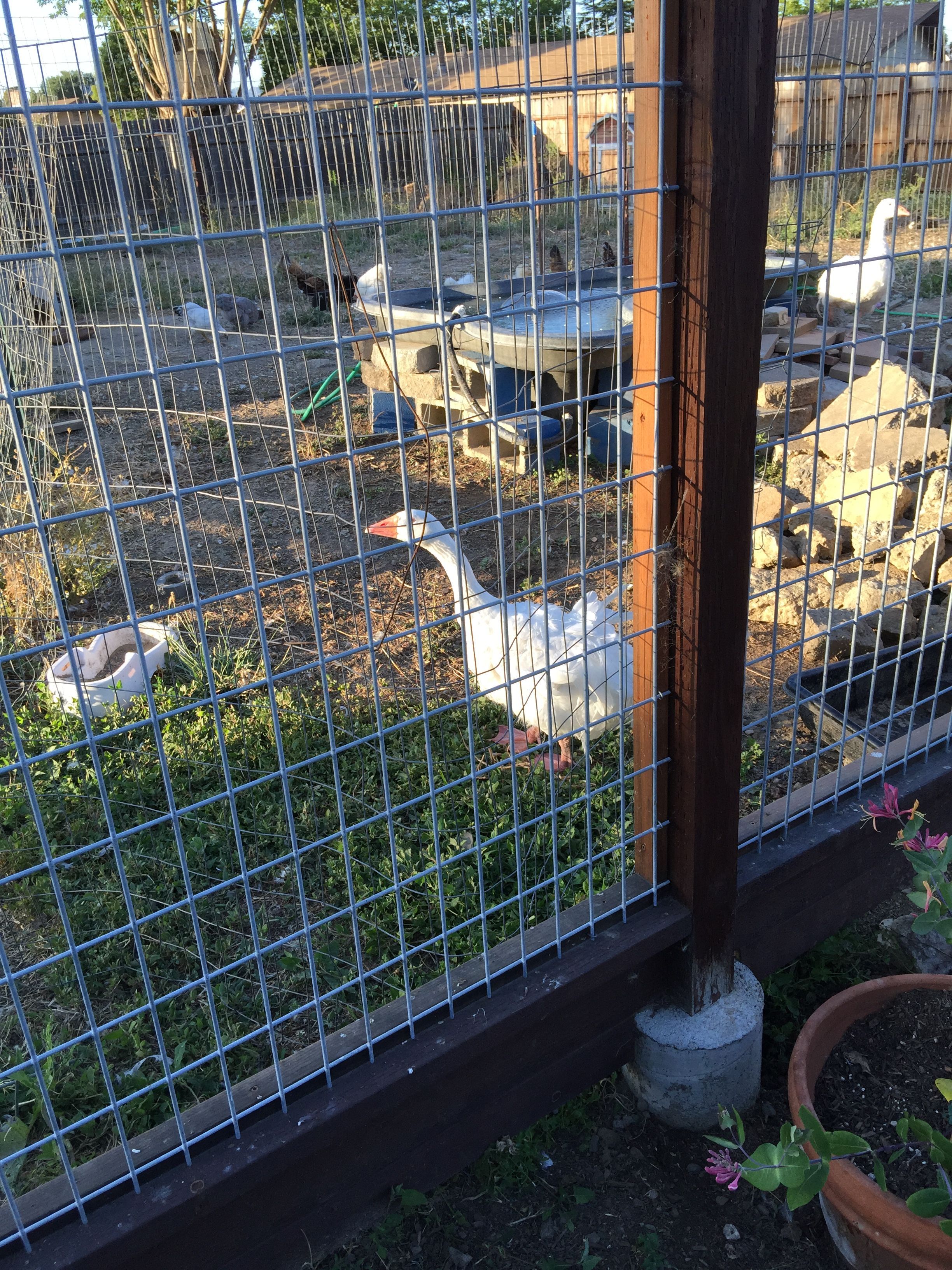 A curious gander, spying on my while I weed. Pond in progress in the background, and a pile of cement that will be surrounding the pond. There is a cement mixing pan on the right side, you can see the corner. I fill those, then when they are nice a poopy, I dump them and water my Hydrangea with the water. 
This gander is Charles, a Sebastopol, who favors Christmas-a Pilgrim. I kept their child, MisMatch. Diana was dumped, she is another Sebastopol.