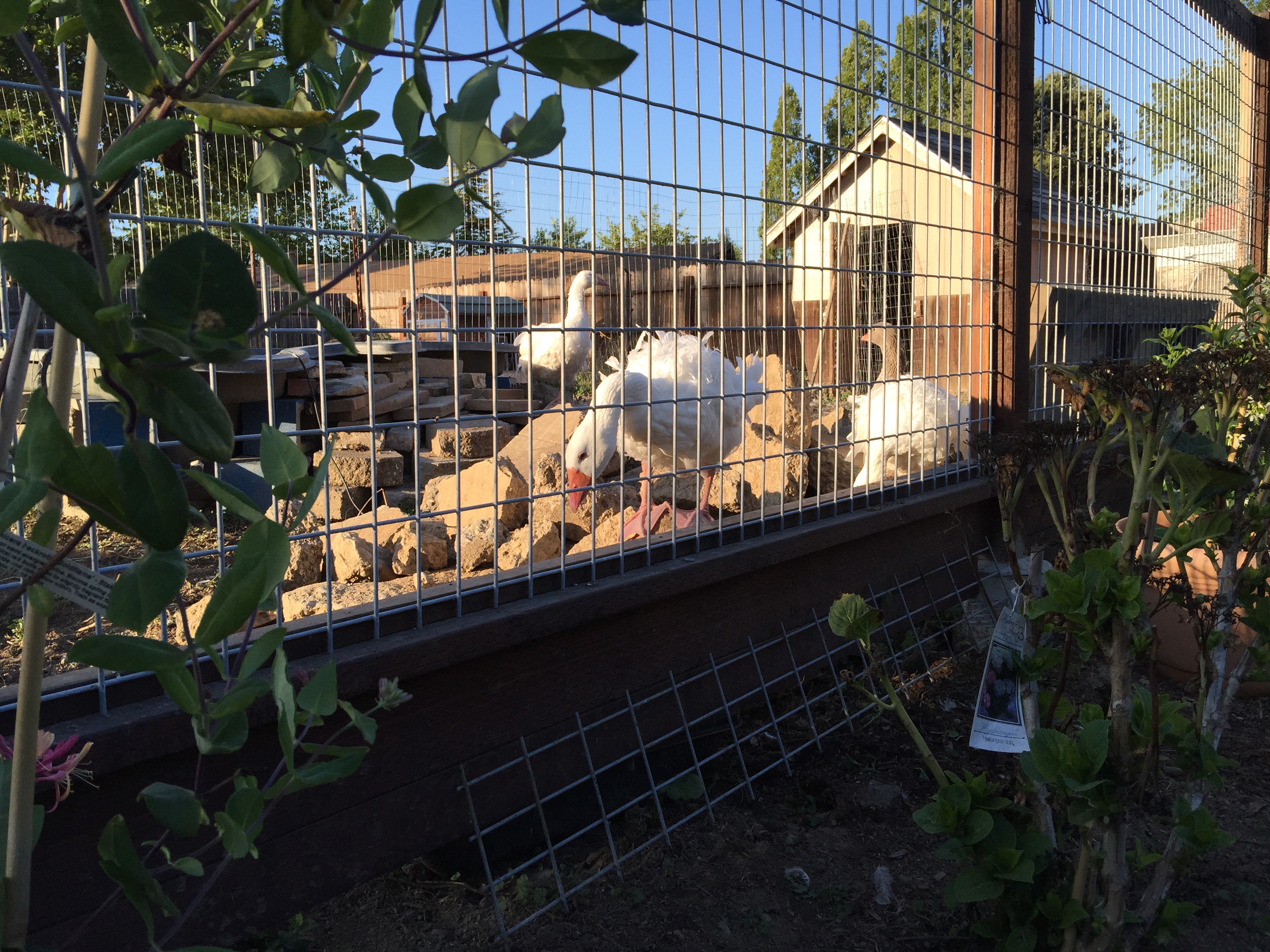 A curious goose watching me weed. 
I think this is Charles. 
They Hydrangea is the one of the ones that gets watered by the poopy water in a small black cement mixing tray.