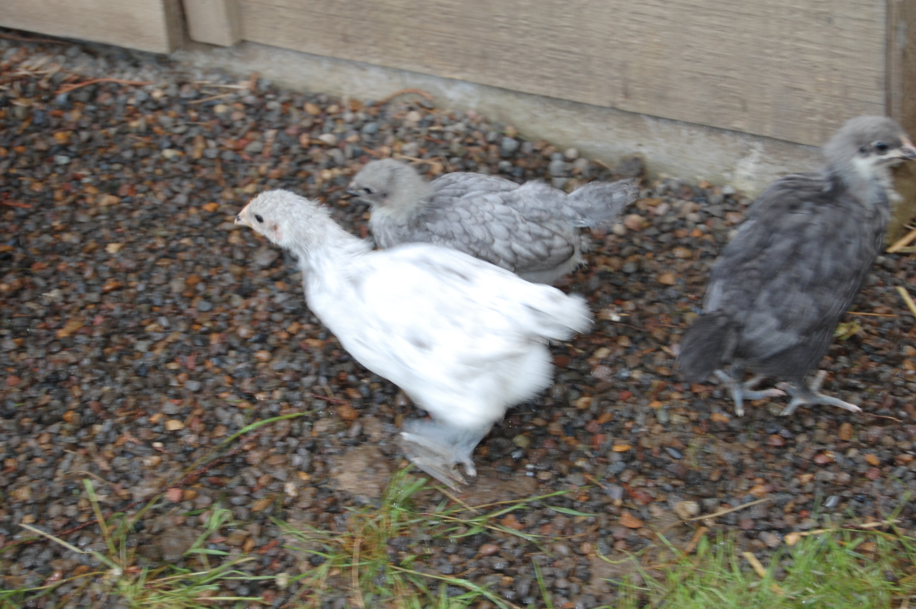 A dark blue laced, light blue laced and Splash chick.